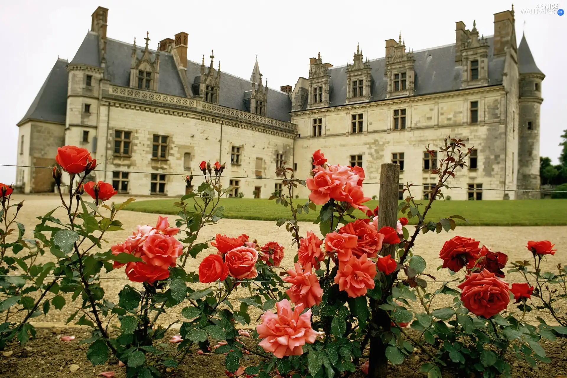 Garden, Castle, Amboise. France, roses