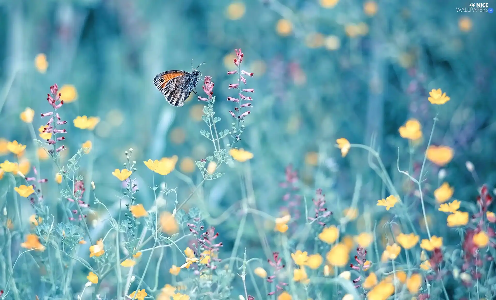 Flowers, Aphantopus Hyperantus, blur, butterfly
