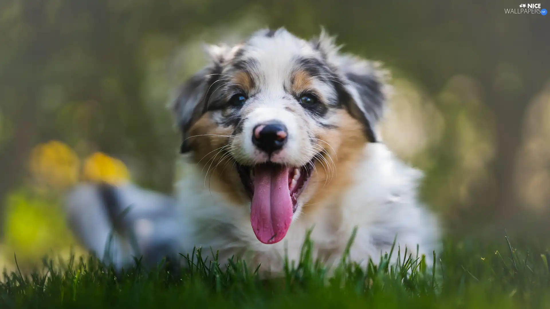 Hung, tongue, Puppy, Australian Shepherd, dog