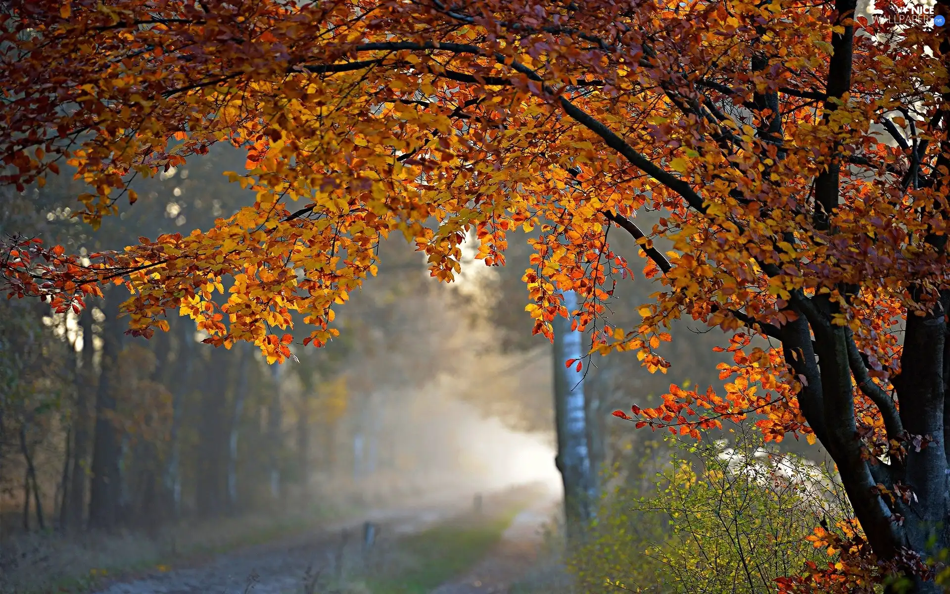 autumn, forest, Fog