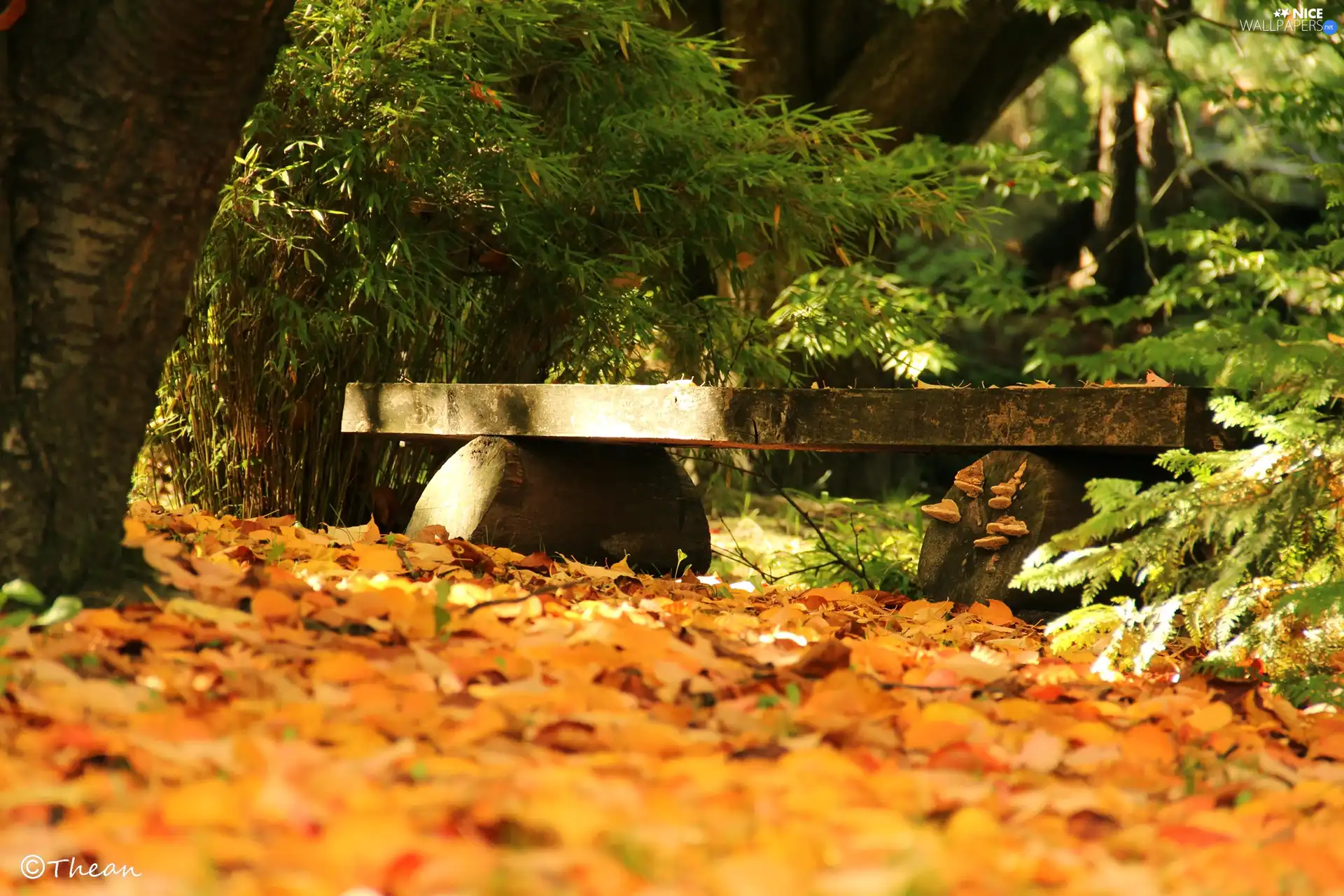 autumn, Bench, Park