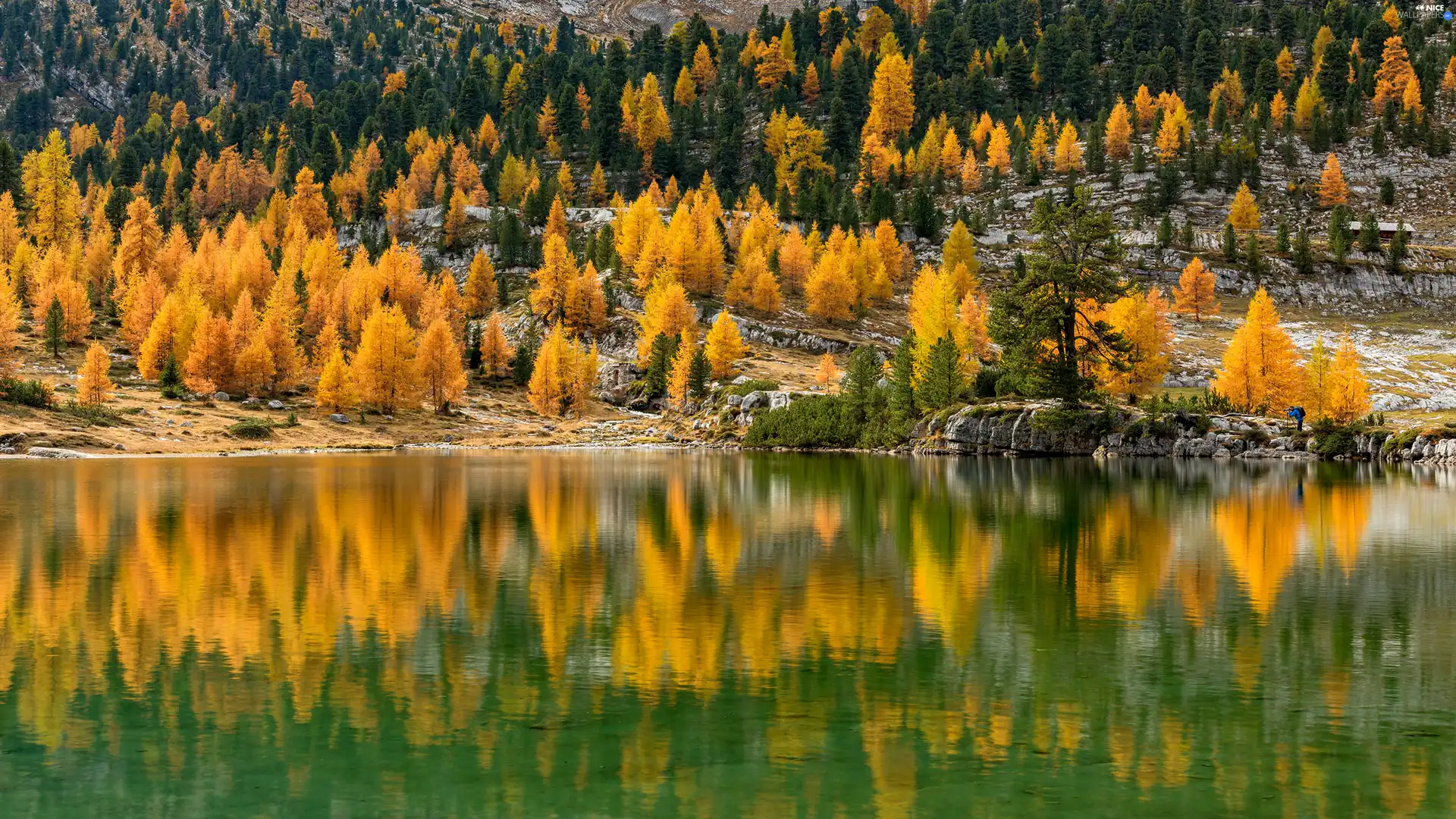 forest, lake, viewes, autumn, trees, reflection