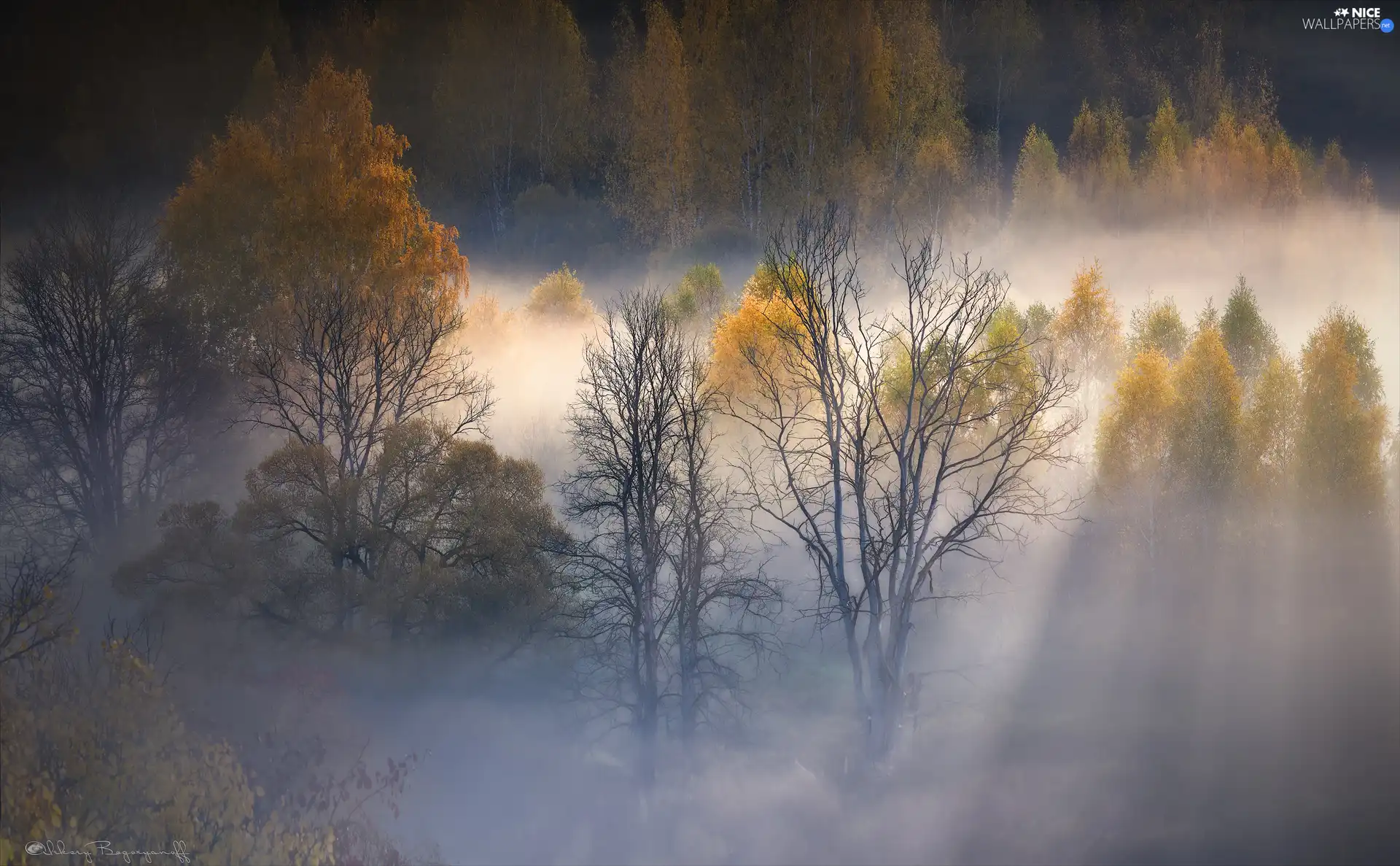 Fog, autumn, trees, viewes, Autumn