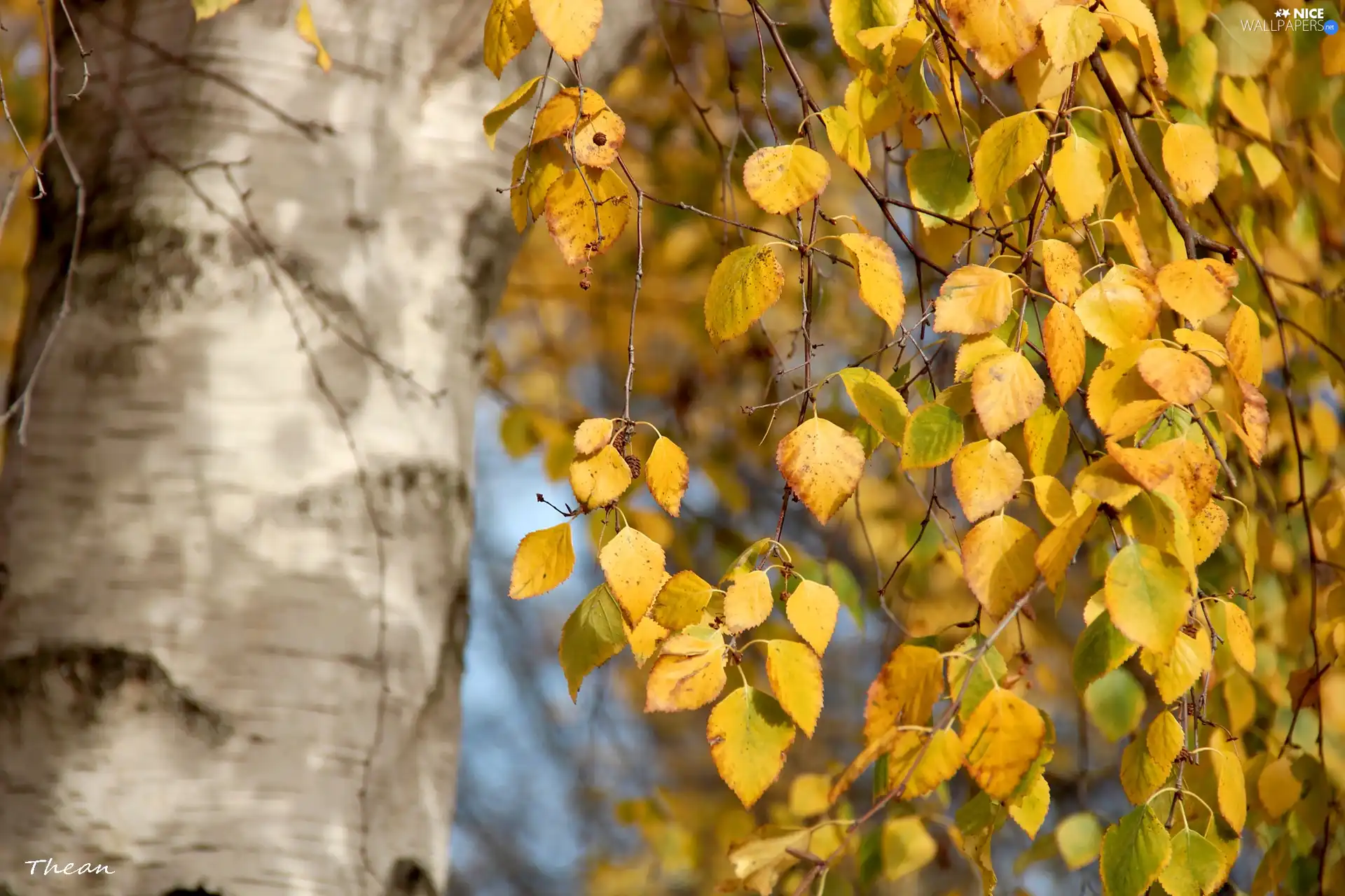 Yellow, birch, autumn, Leaf