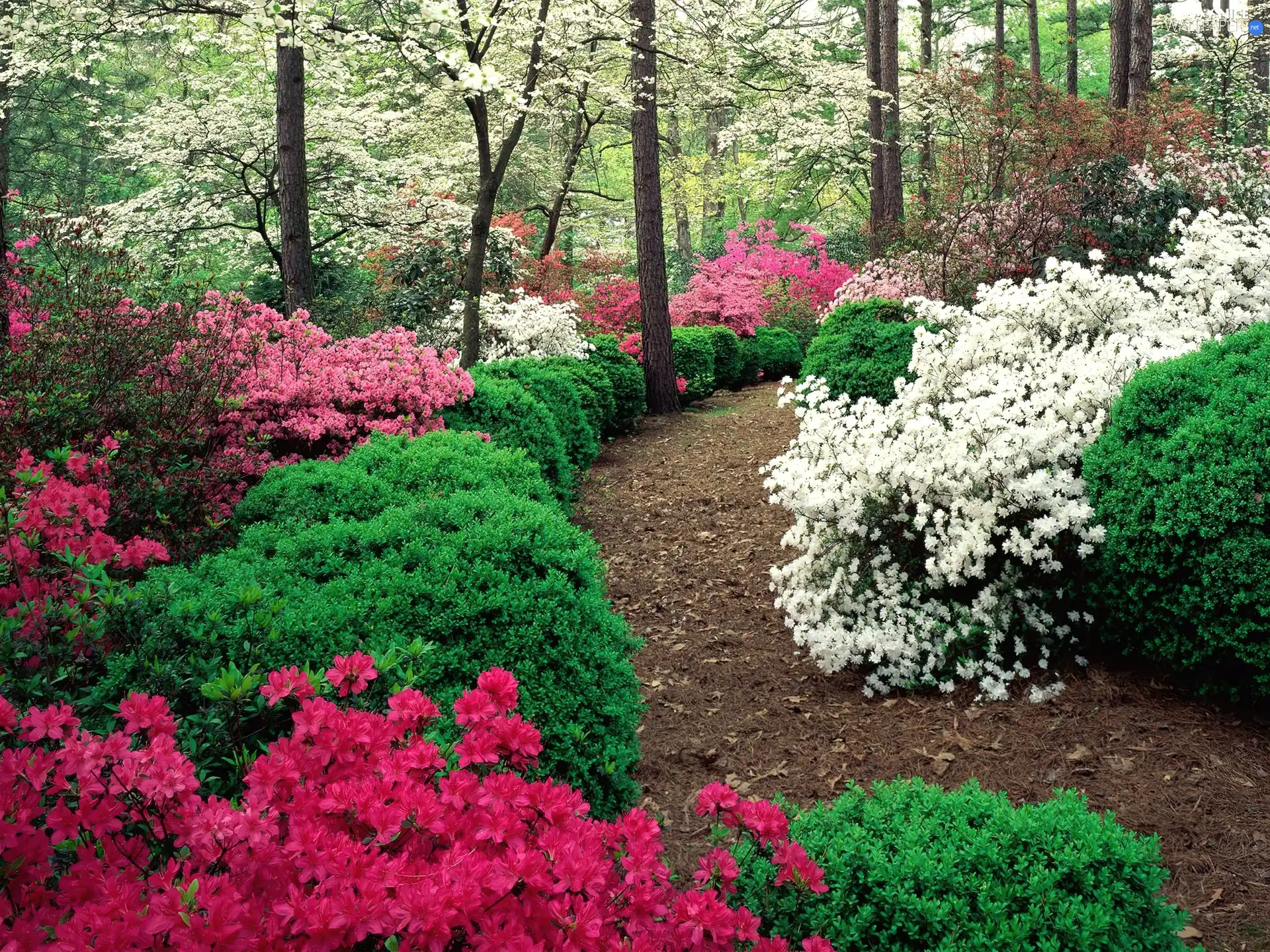 Azaleas, Garden, color