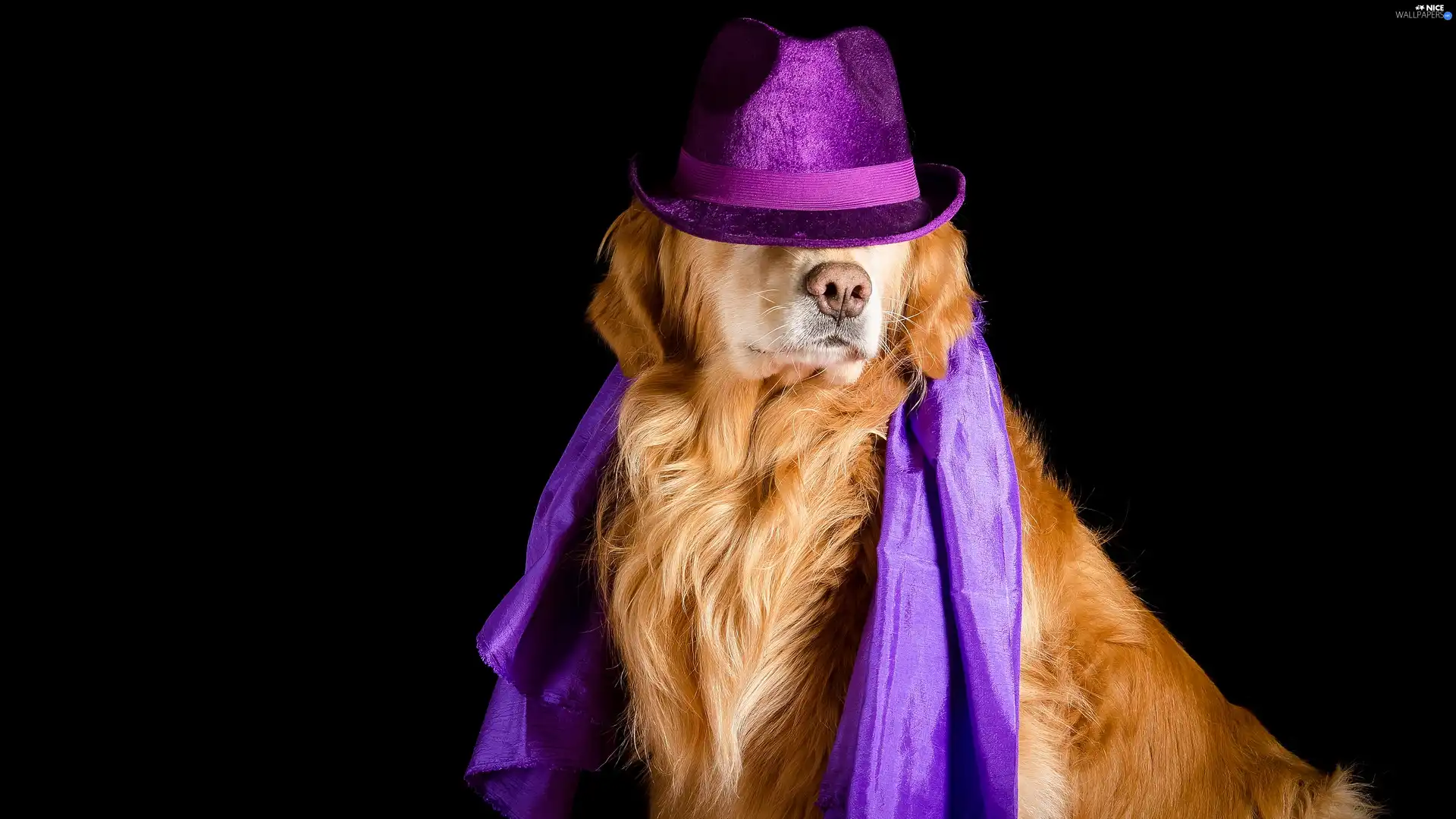 Hat, Golden Retriever, dark, Violet, dog, apatite, background