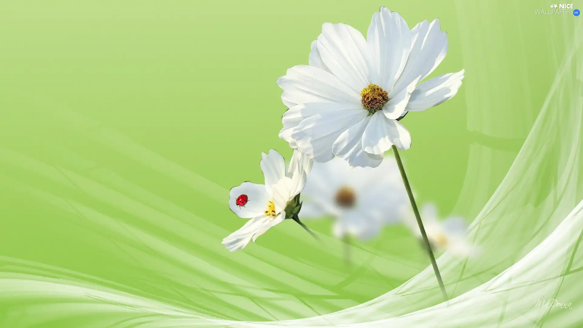 White, green ones, background, Cosmos