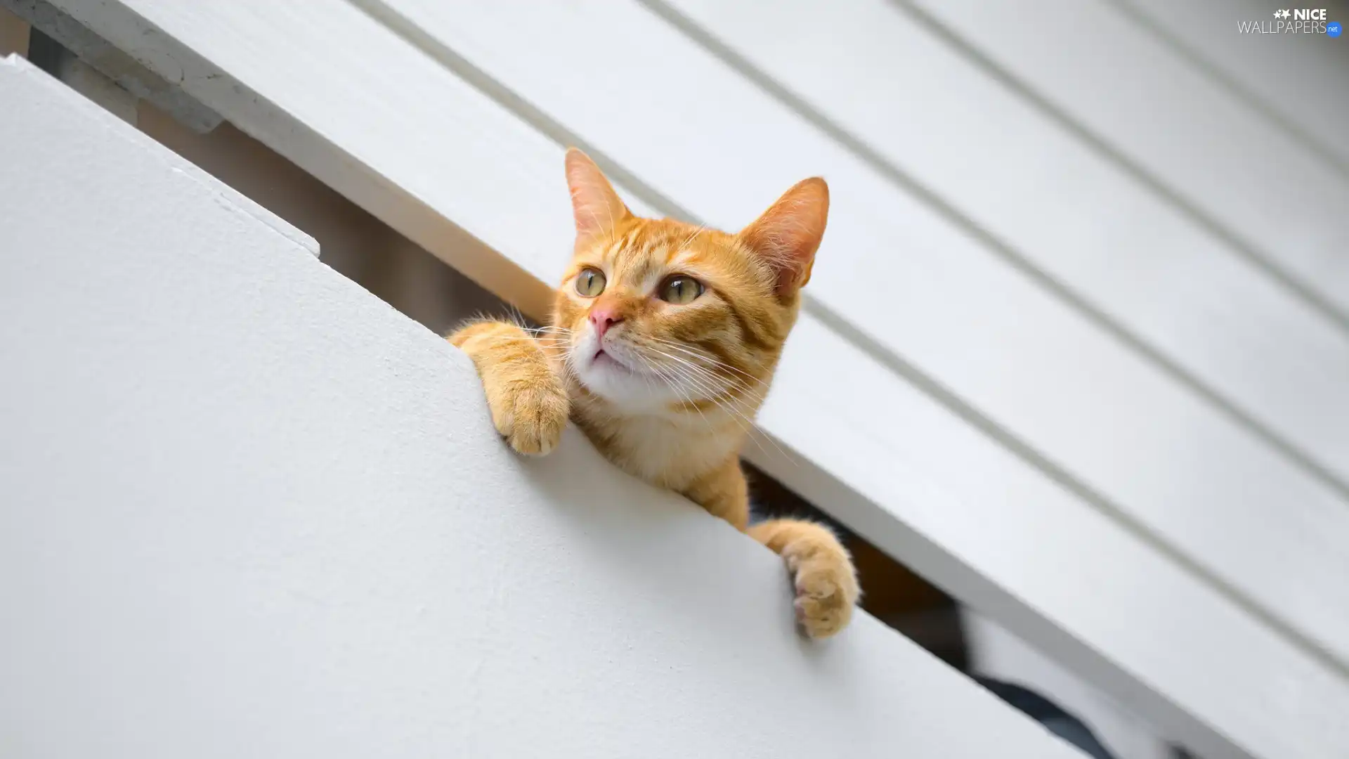 Balcony, cat, ginger