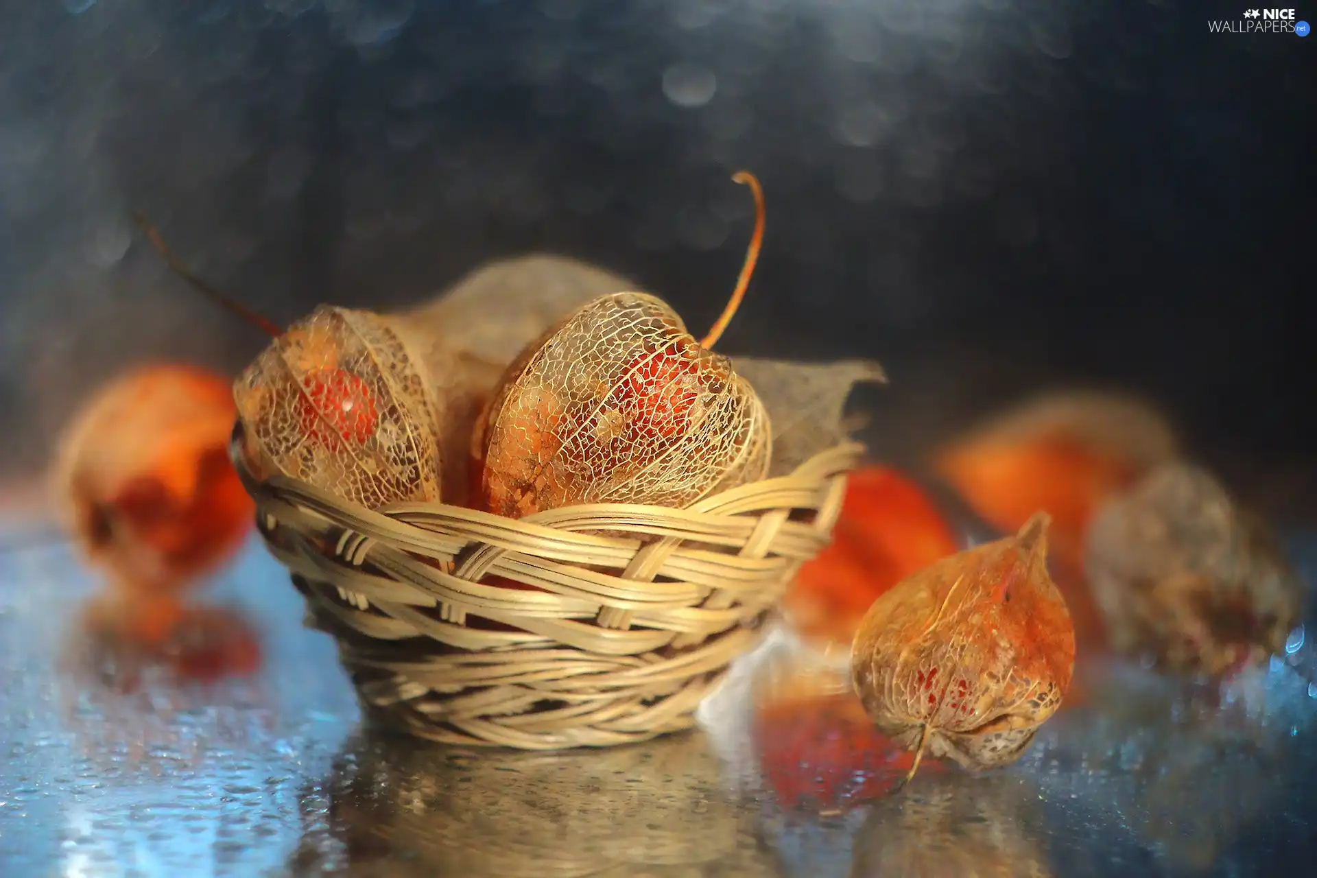 physalis bloated, Plants, basket, dry