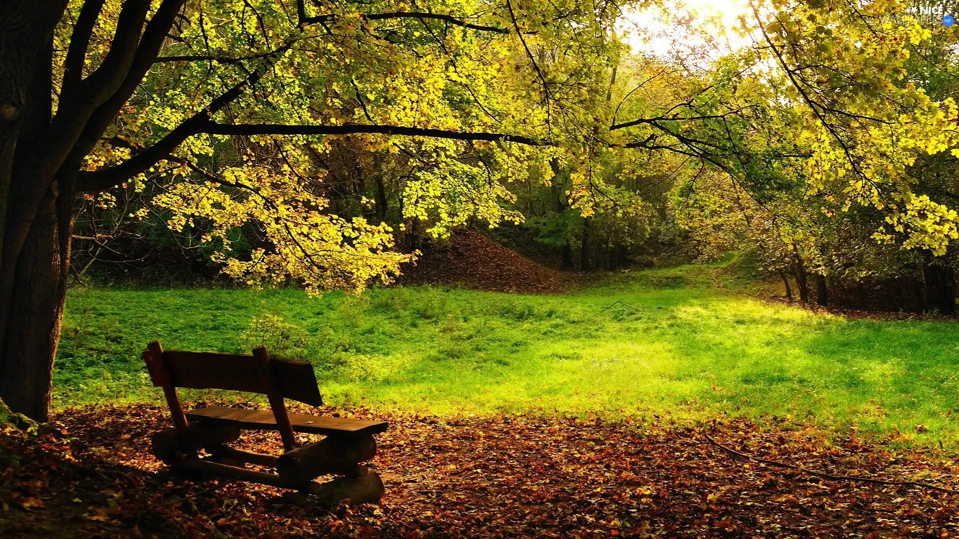 Bench, Park, viewes, Wooden, trees