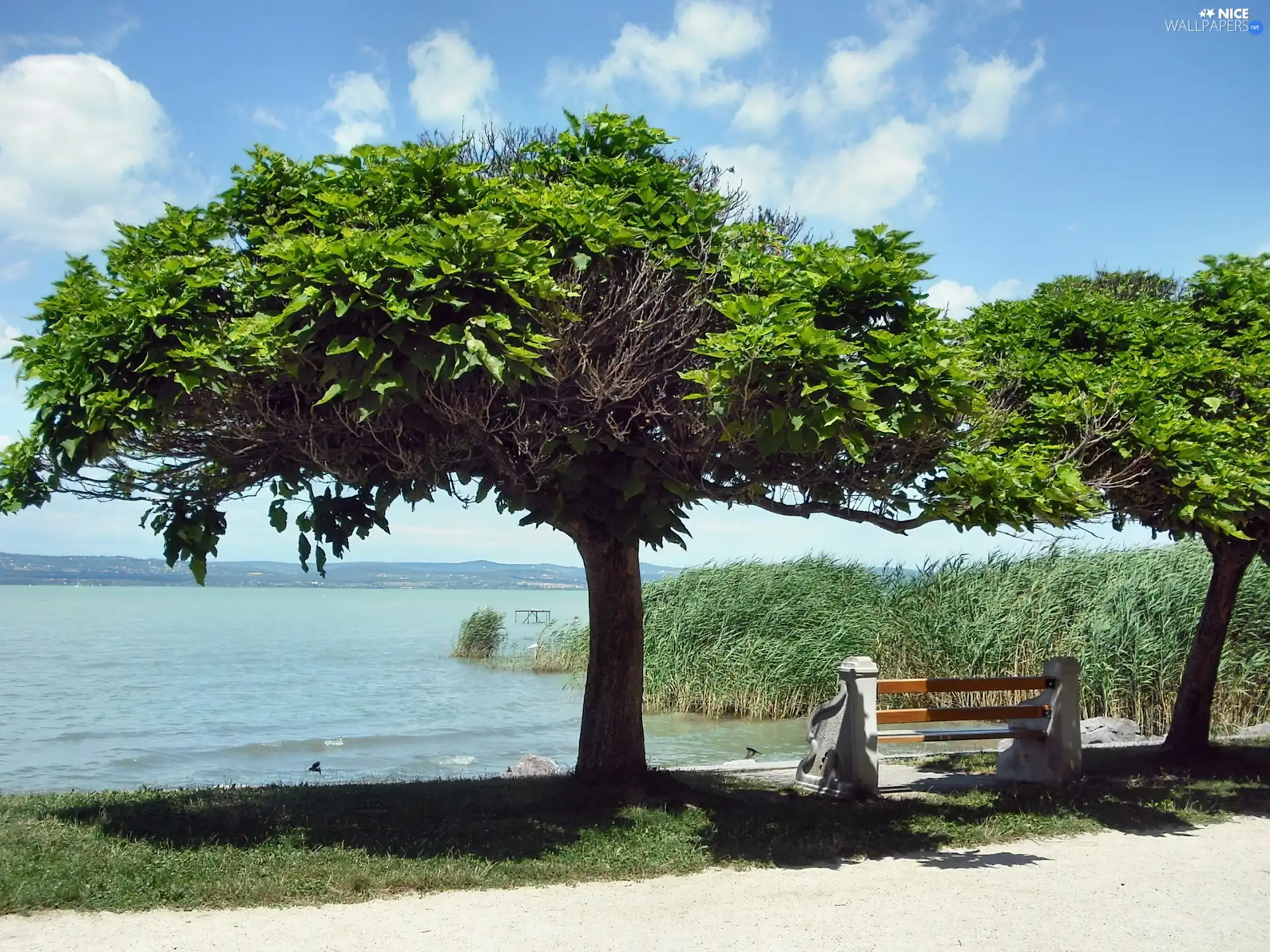 Bench, resting, trees, viewes, lake