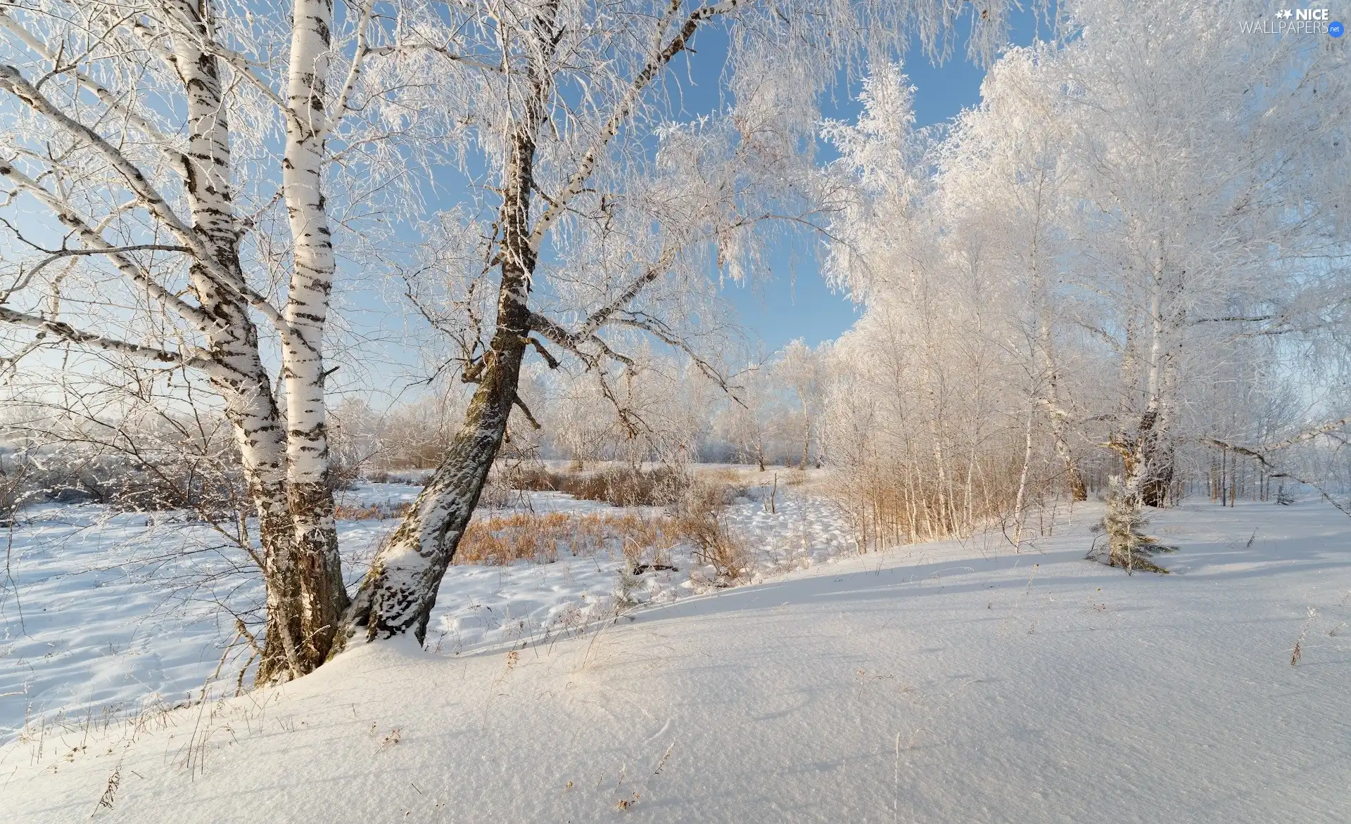 viewes, birch, Snowy, trees, winter