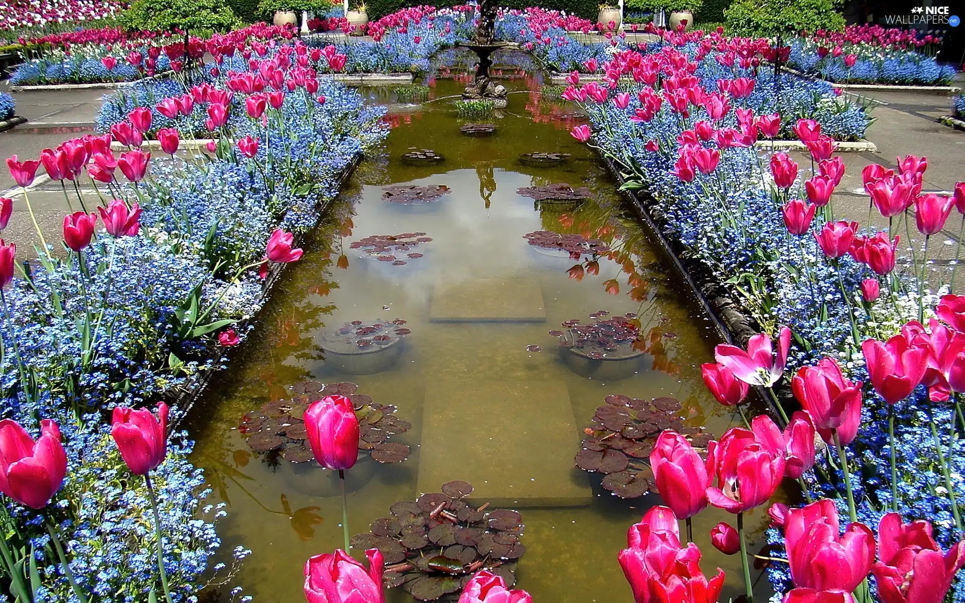 Blue, Forget, Pink, Tulips, fountain