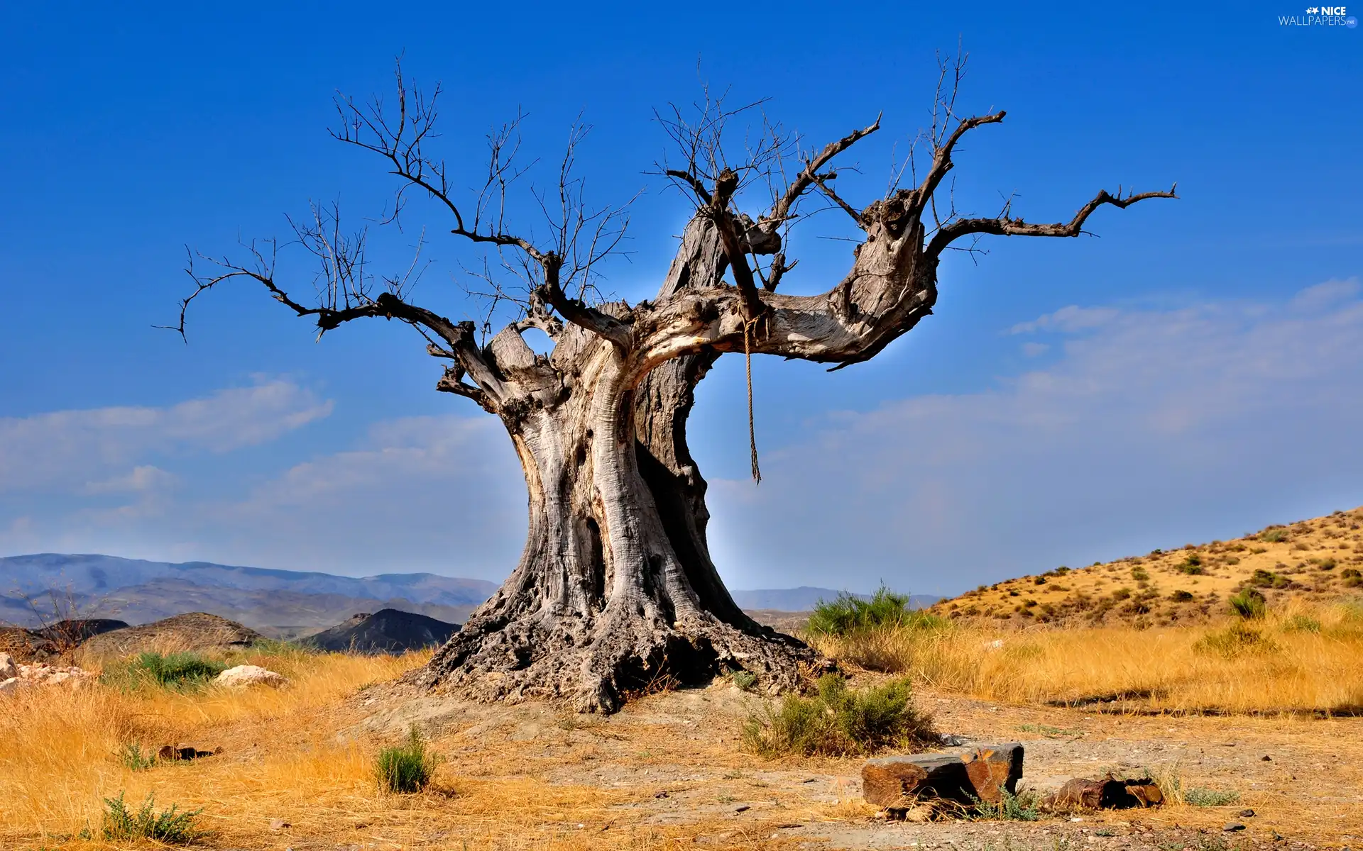 blue, Sky, trees, Baobab, dry