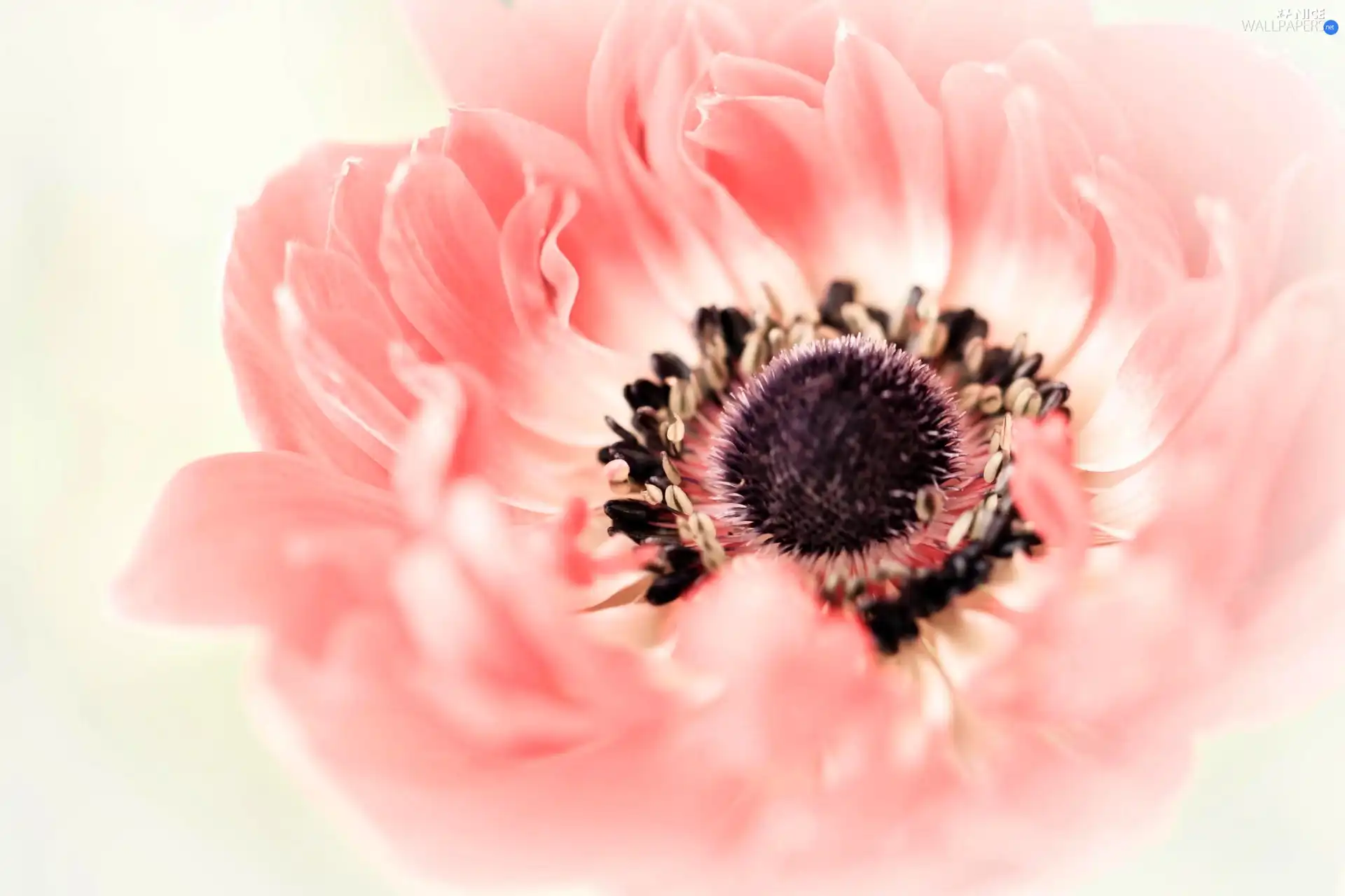 blur, anemone, Close