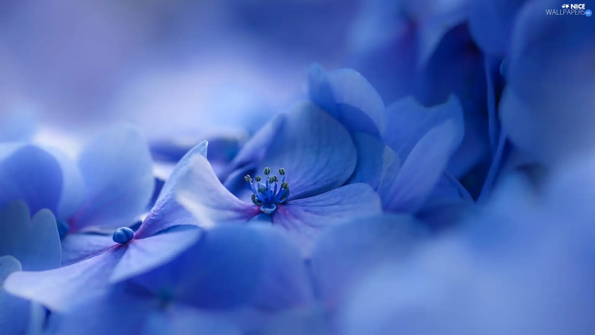 Blue, hydrangea, blurry background, Flowers