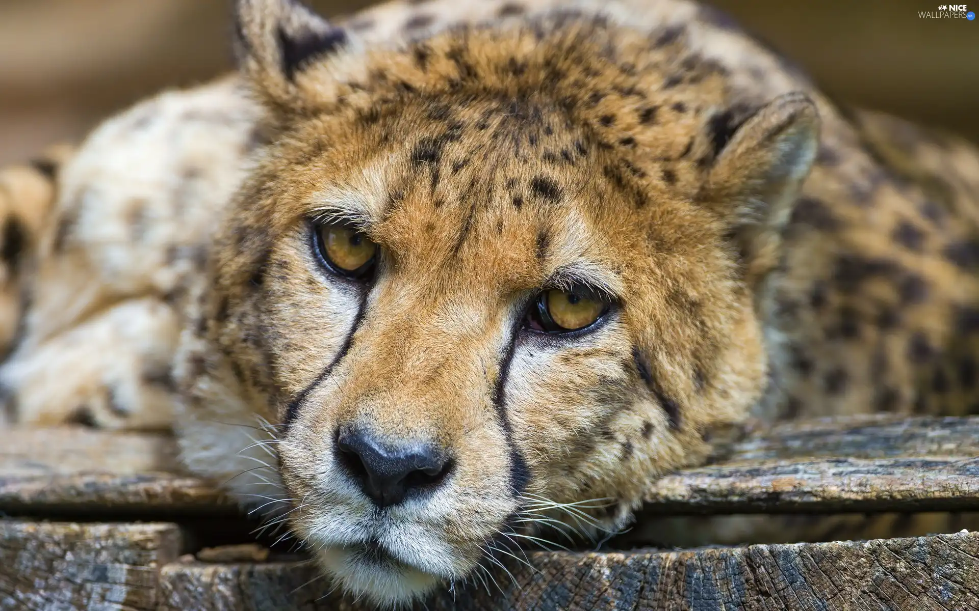The look, Cheetah, boarding