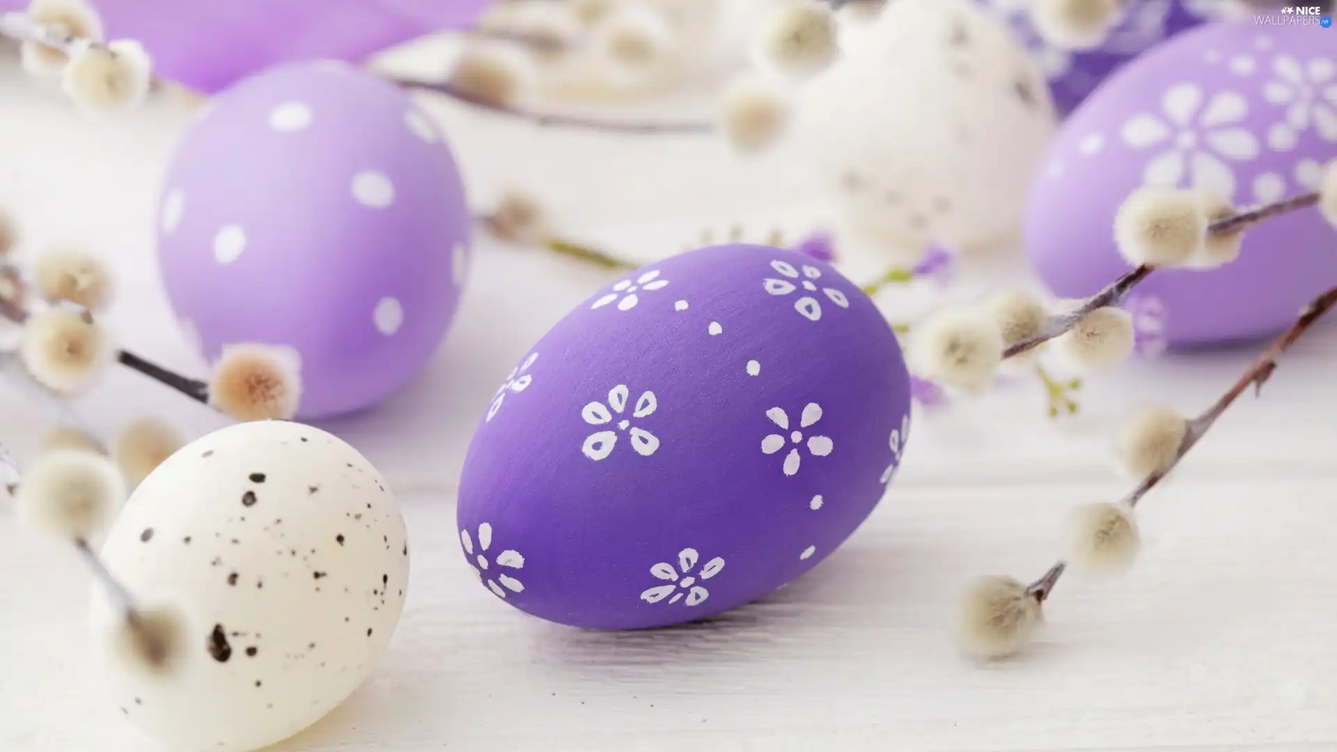 eggs, Easter, blur, boarding, database, purple
