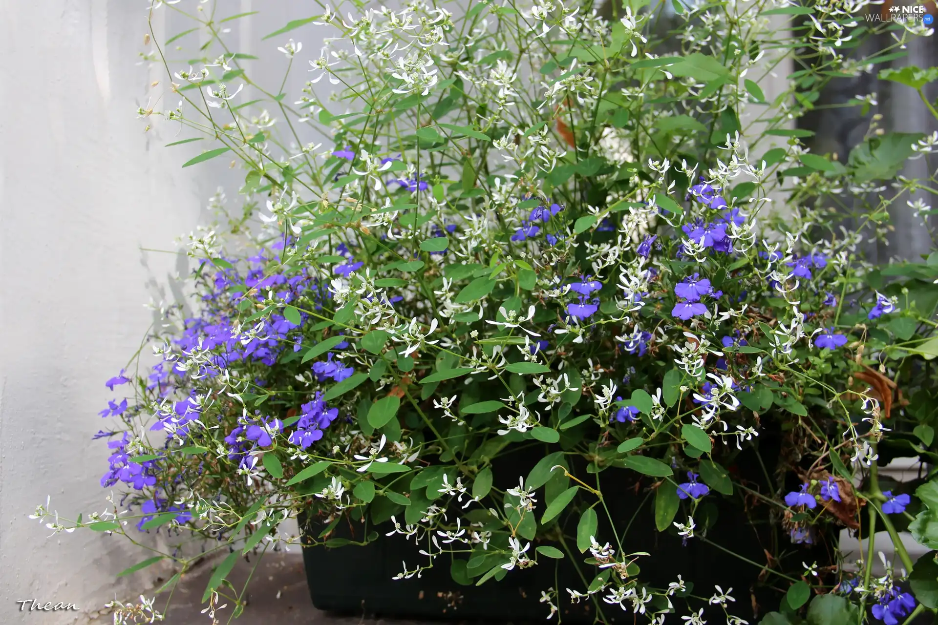 White, Flowers, bowl, Blue