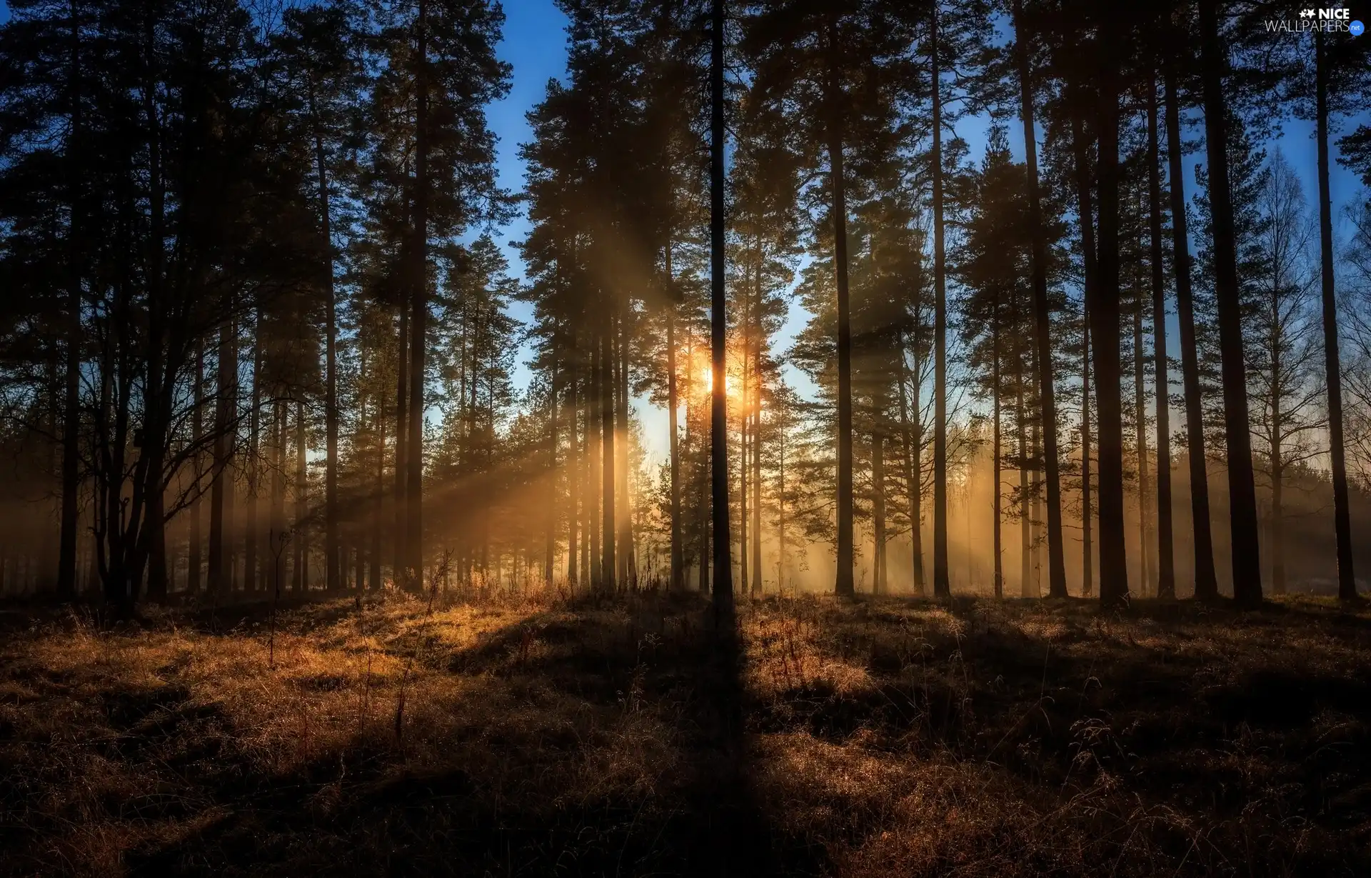 trees, forest, light breaking through sky, viewes