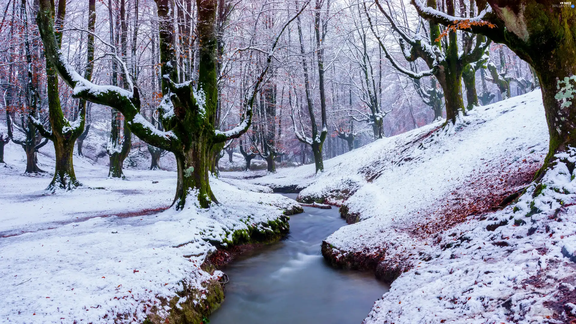 winter, Gorbea National Park, trees, viewes, Basque Country, Spain, brook, stream, forest