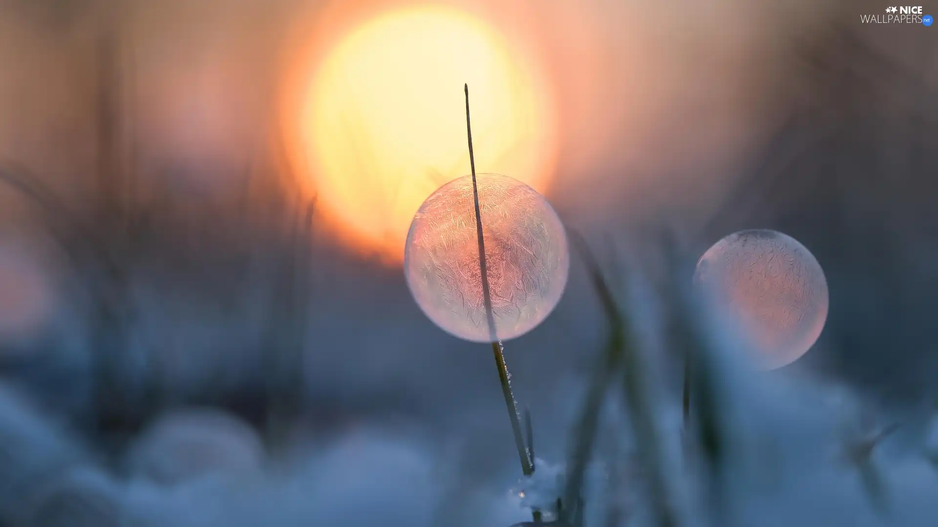 Frozen, bubble, stalk, grass, sun