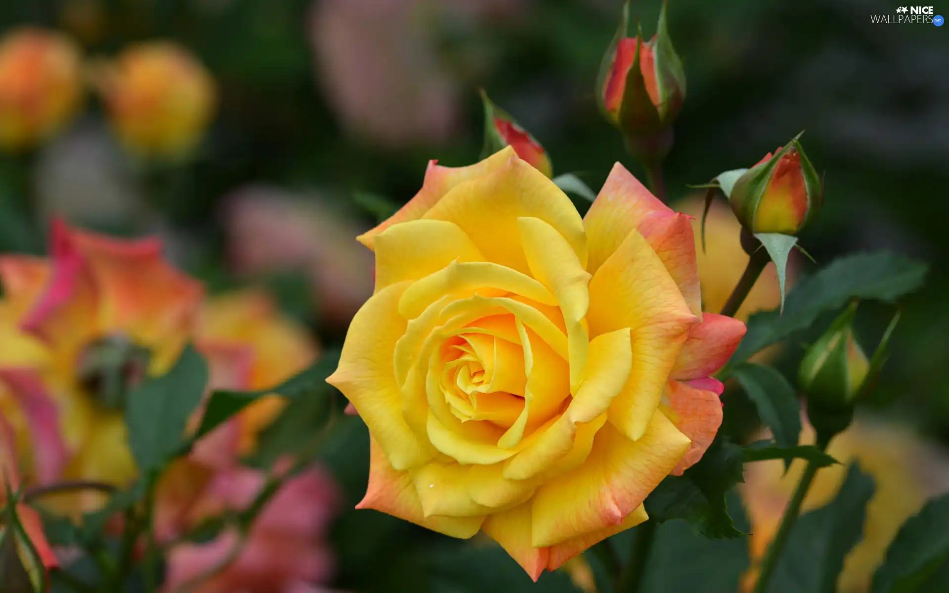 Colourfull Flowers, rose, Buds, Yellow Honda