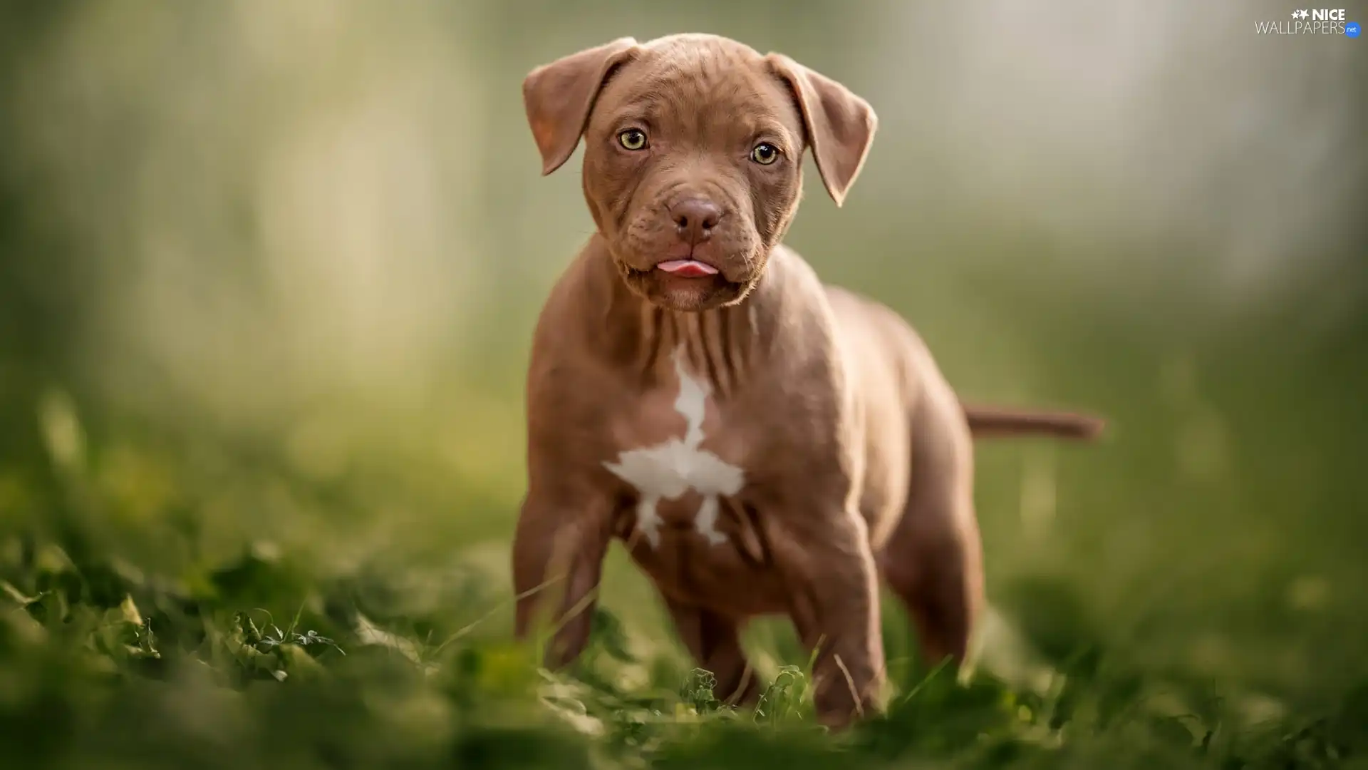Pit Bull Terrier, dog, Puppy