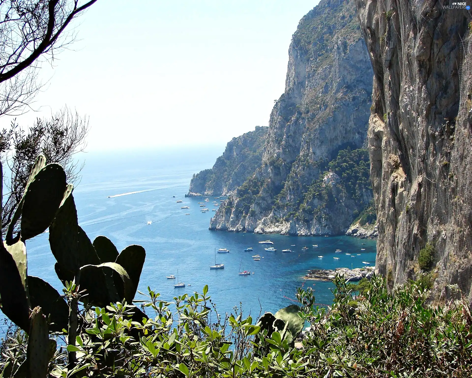 Island, sea, Cactus, Capri