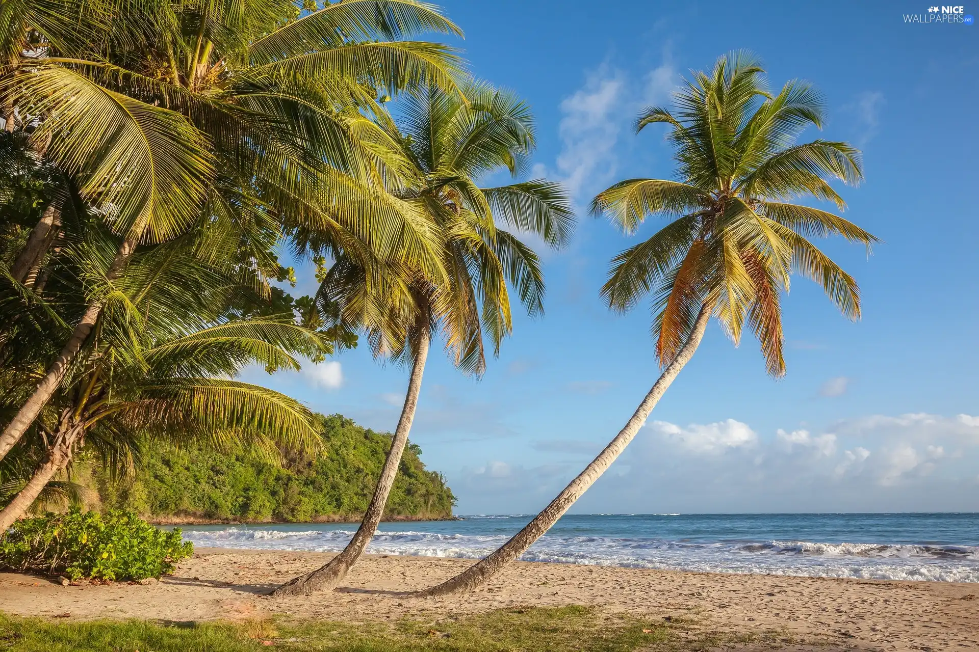 Caribbean Sea, Grenada, Island, Tropical, Palms, La Sagesse Beach