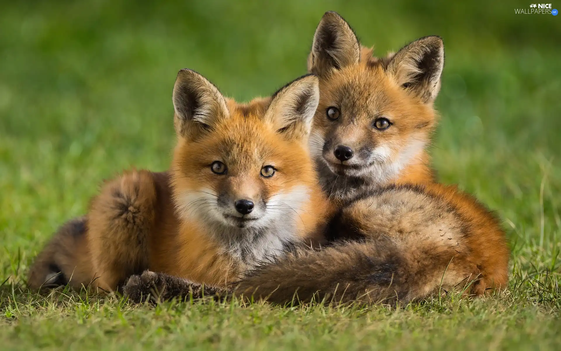 Two cars, fox, grass, young