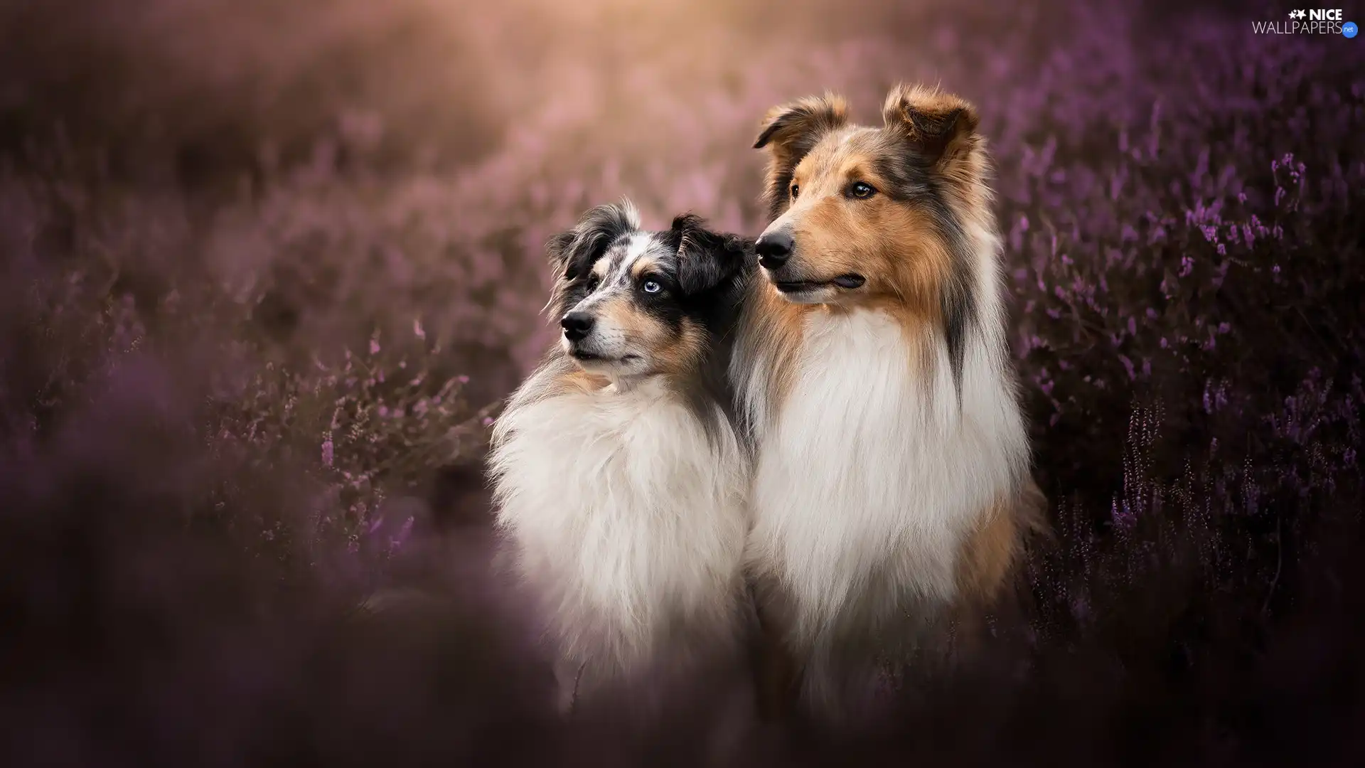 Collie rough, heathers, Dogs, shetland Sheepdog, Two cars