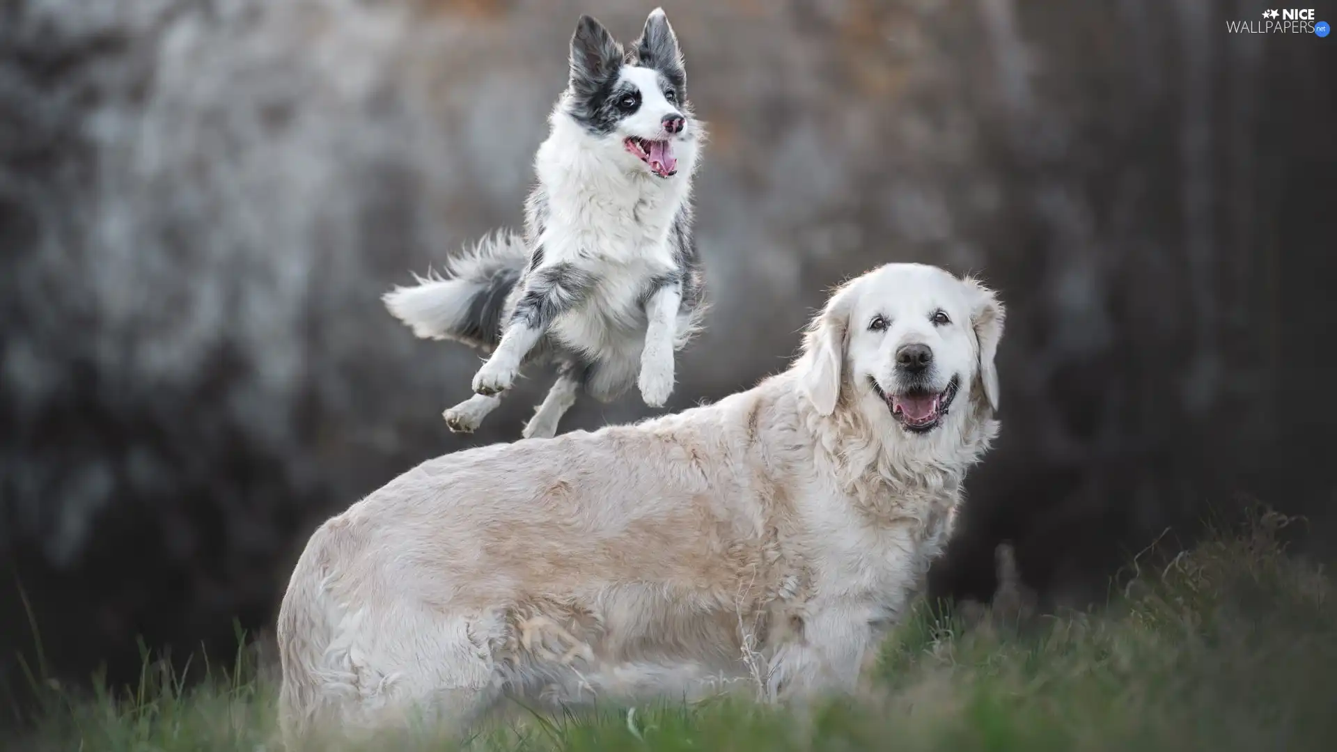Golden Retriever, jump, Dogs, Border Collie, Two cars
