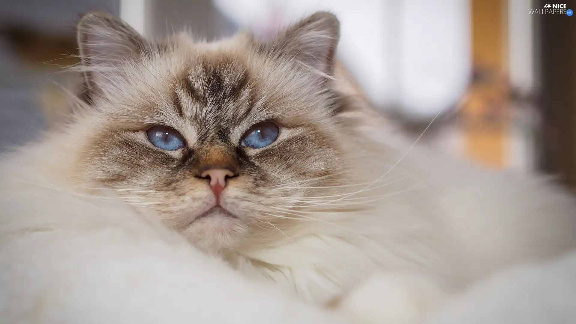 Longhaired, Blue Eyed, cat