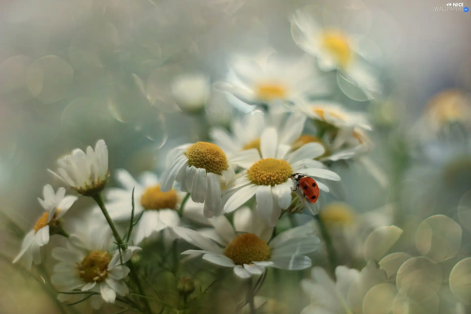 Corn Chamomile, Flowers, Insect, ladybird