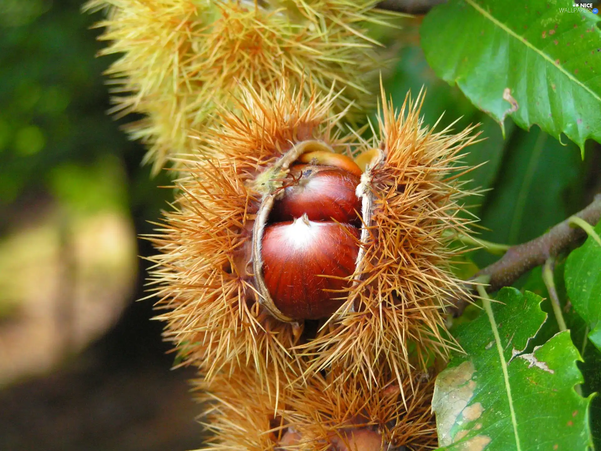 edible, chestnuts