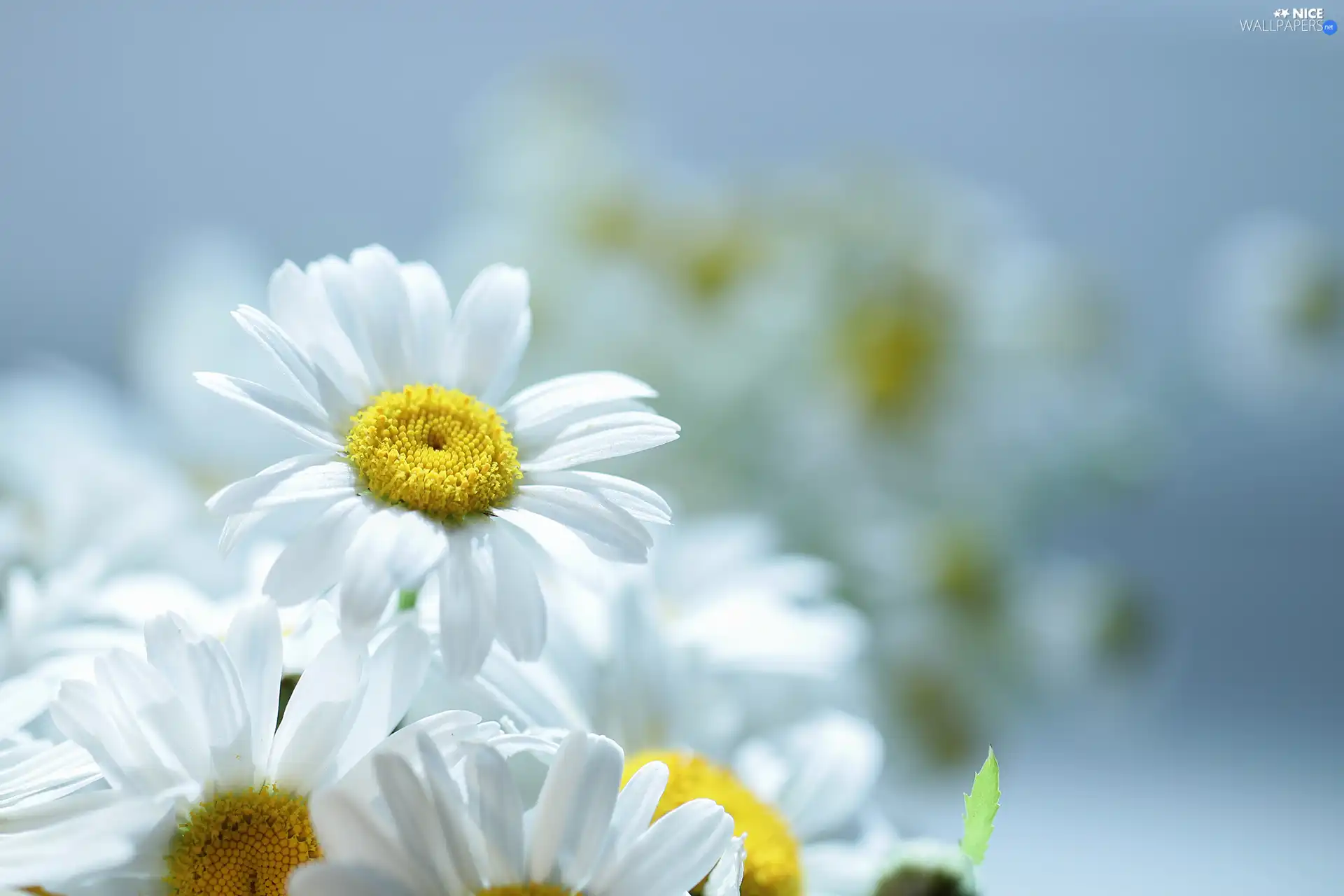 daisy, Flowers, chrysanthemums, White