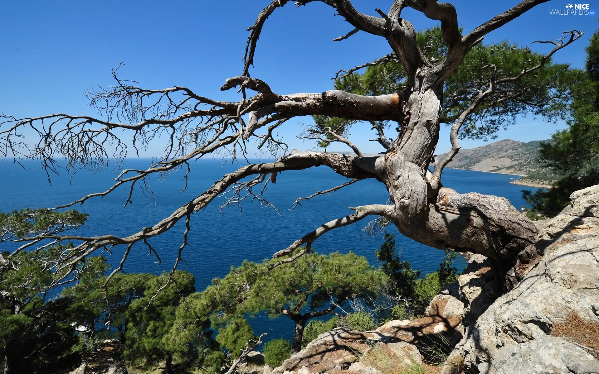 trees, sea, cliff, viewes