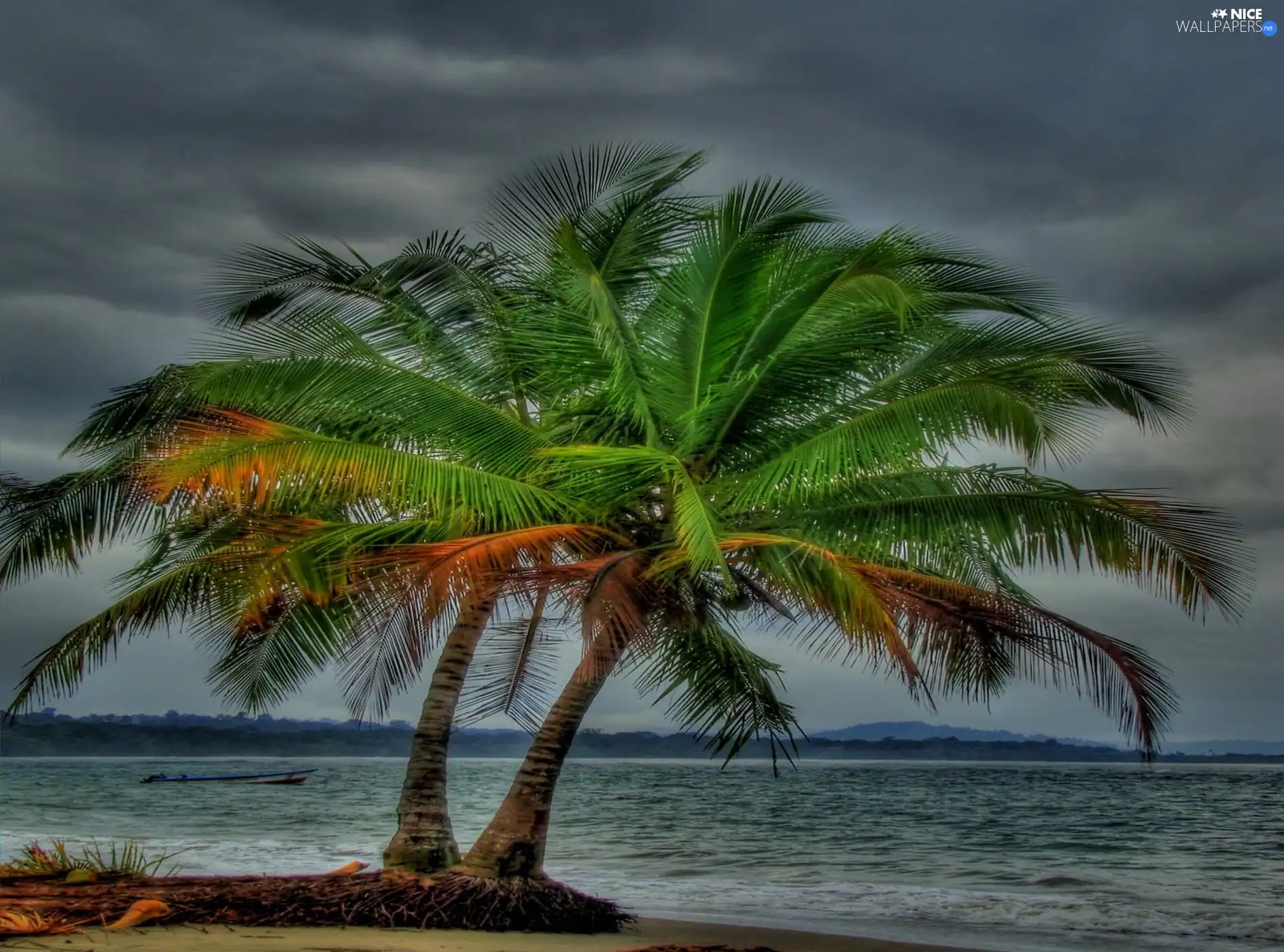 clouds, water, Palm