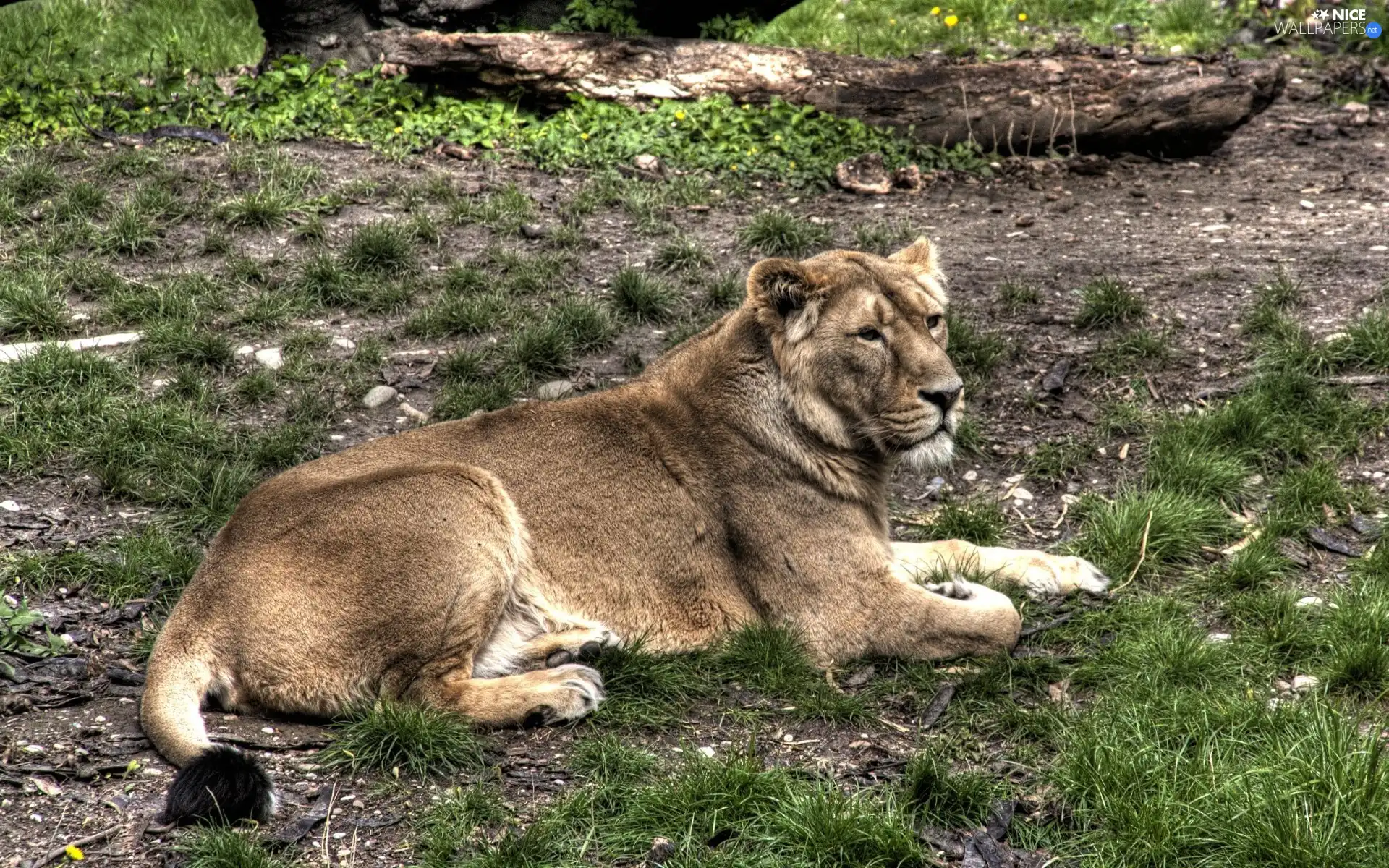 grass, Lod on the beach, Lioness, Clumps, laying
