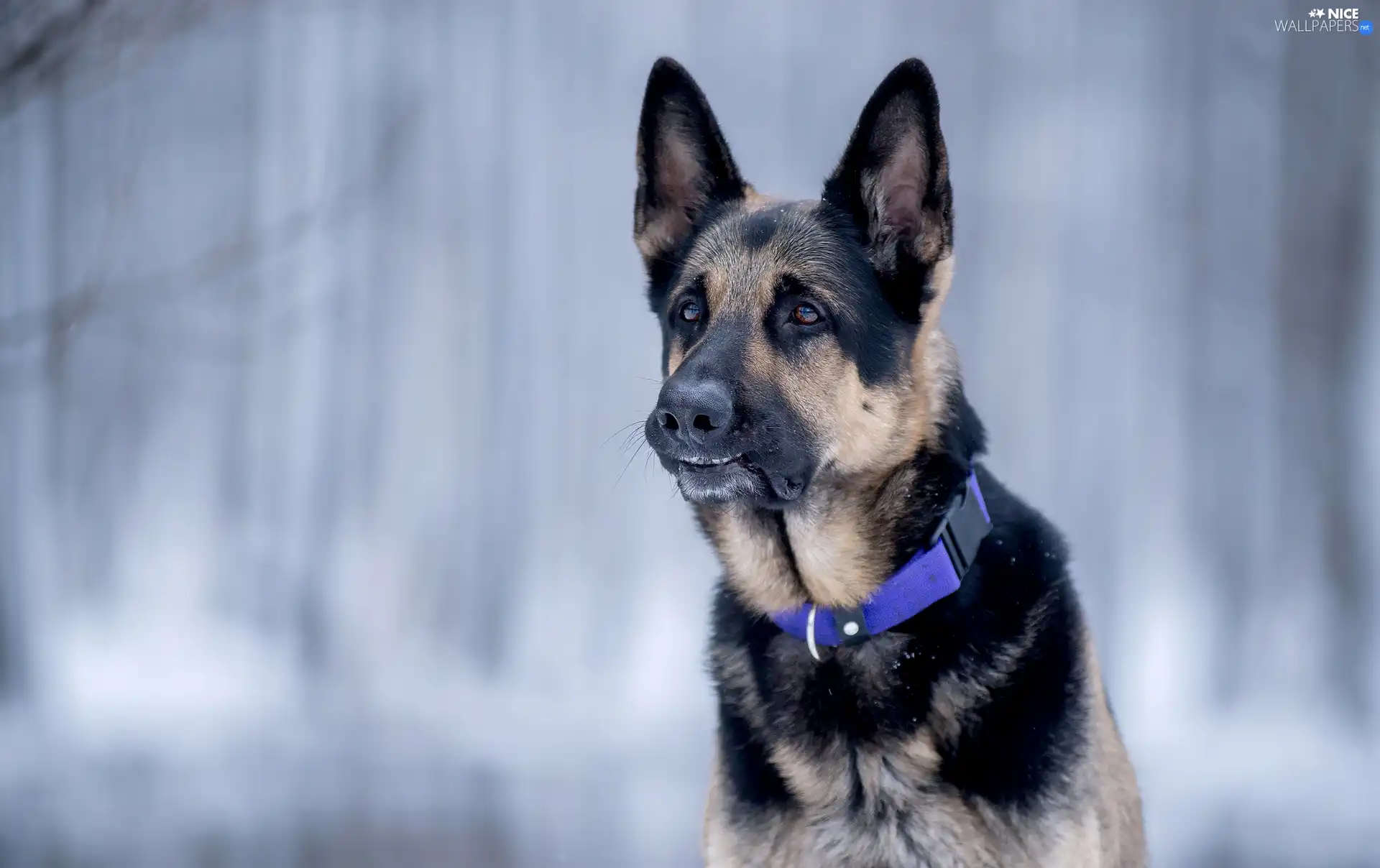 dog-collar, German Shepherd, Blue