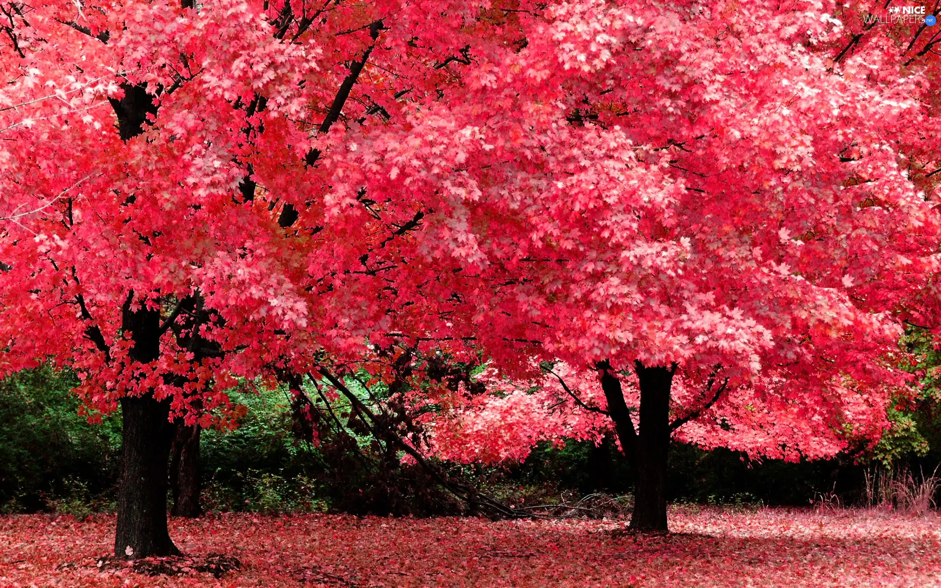 viewes, Park, color, autumn, Leaf, trees