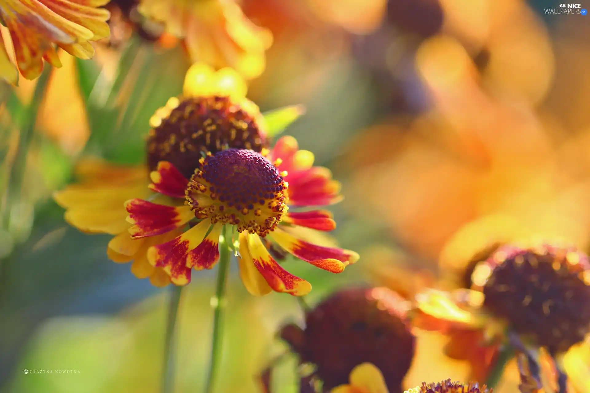Colourfull Flowers, Helenium, color