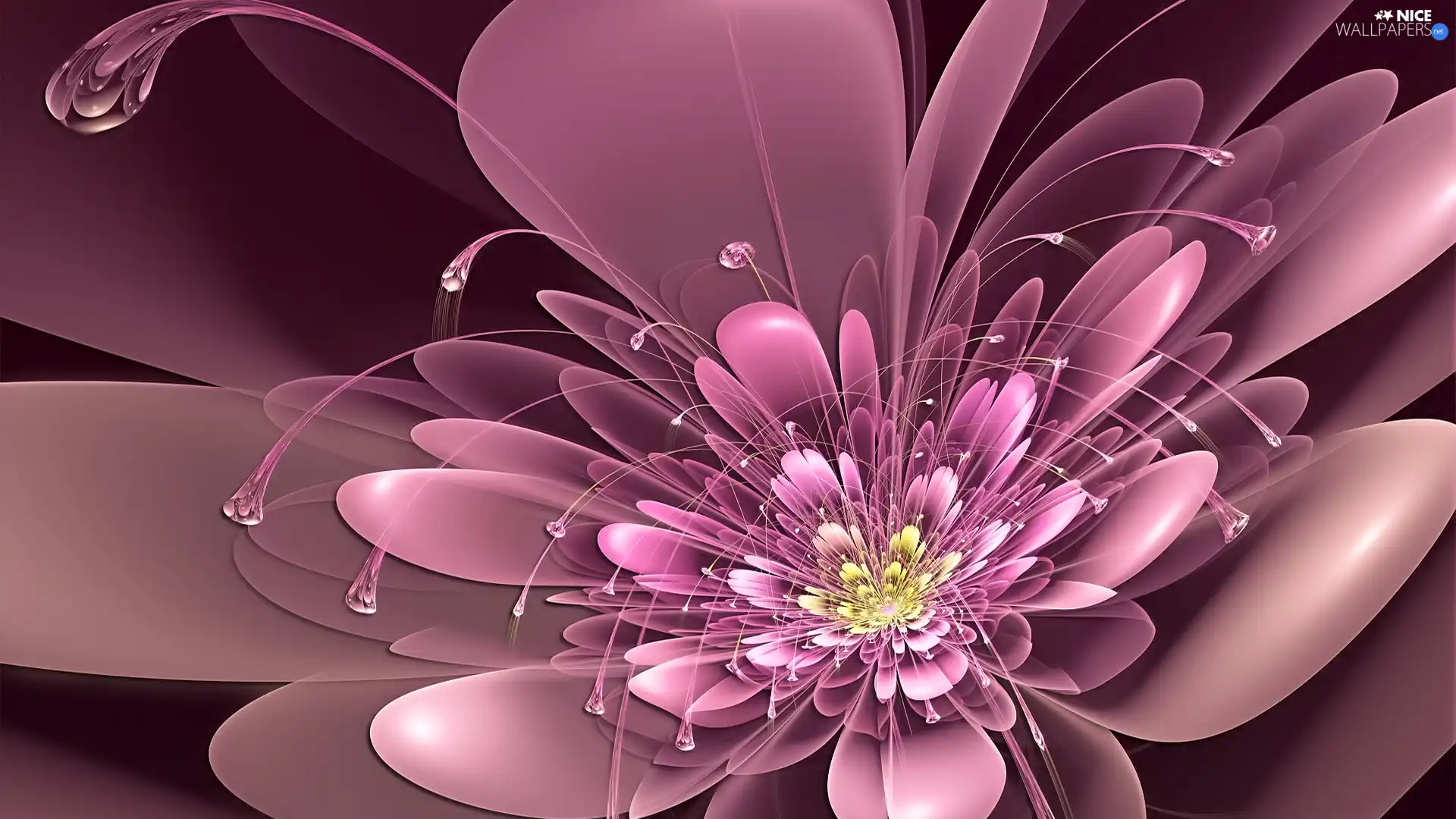 graphics, Pink, Colourfull Flowers
