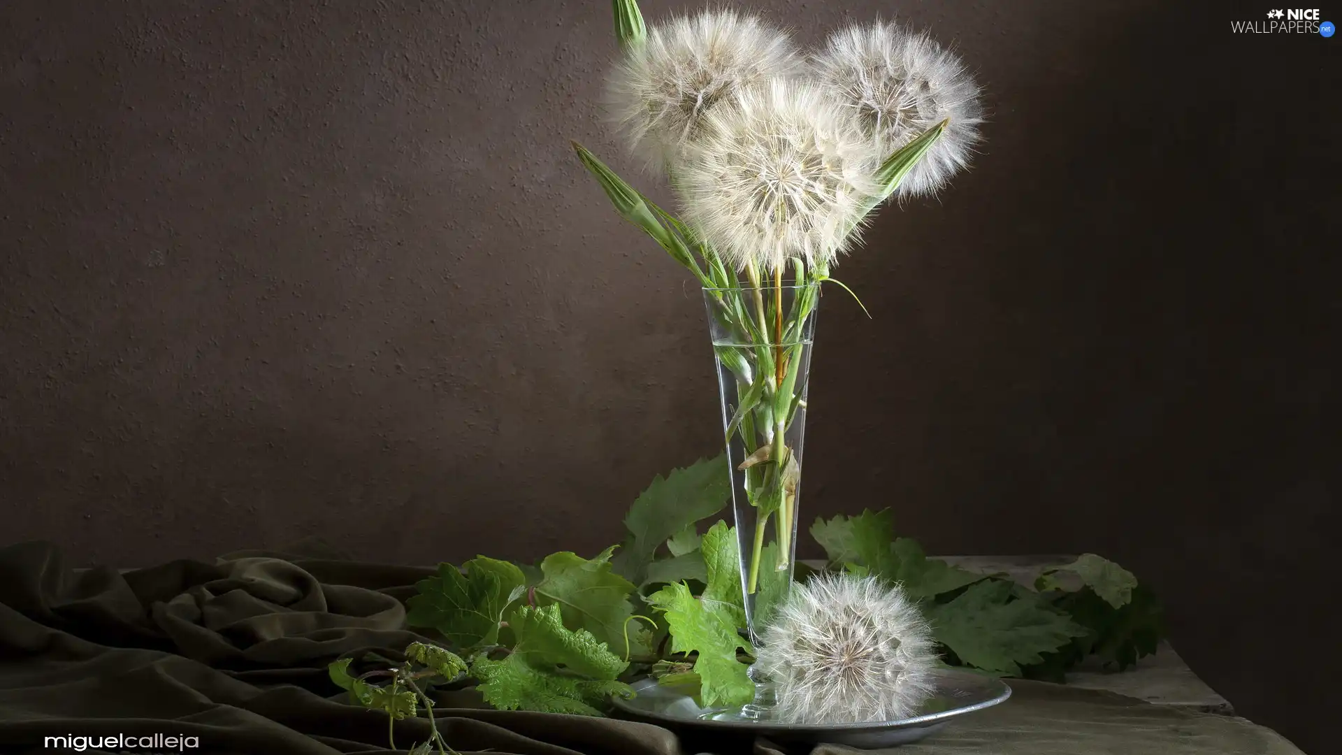 Vase, puffball, Leaf, glass, dandelions, green ones, composition