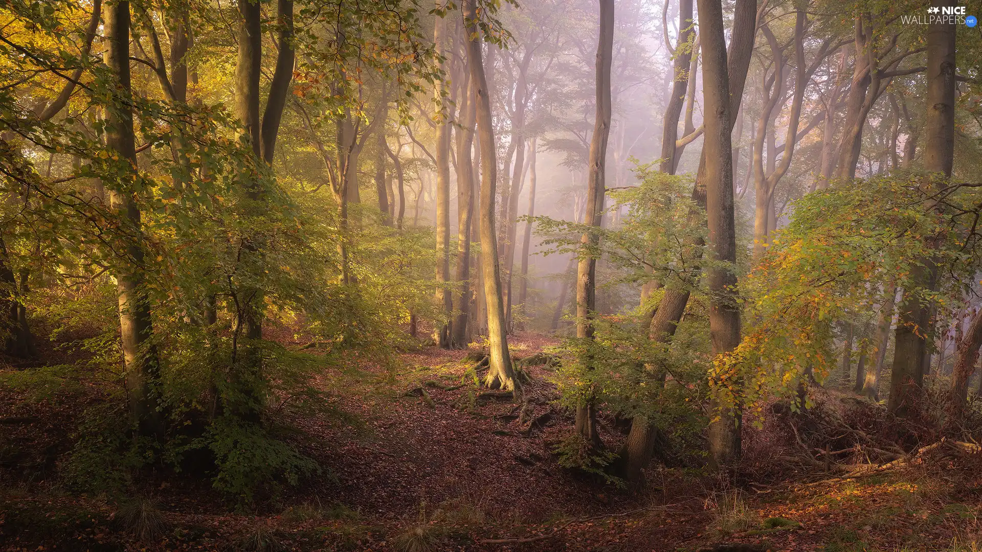 viewes, forest, Oxfordshire County, England, Fog, trees