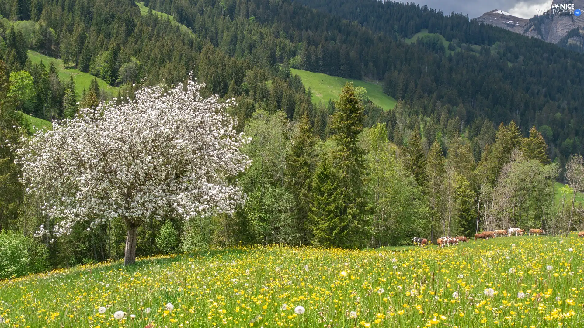 Flowers, flourishing, Mountains, trees, forest, Meadow, Spring, Cows