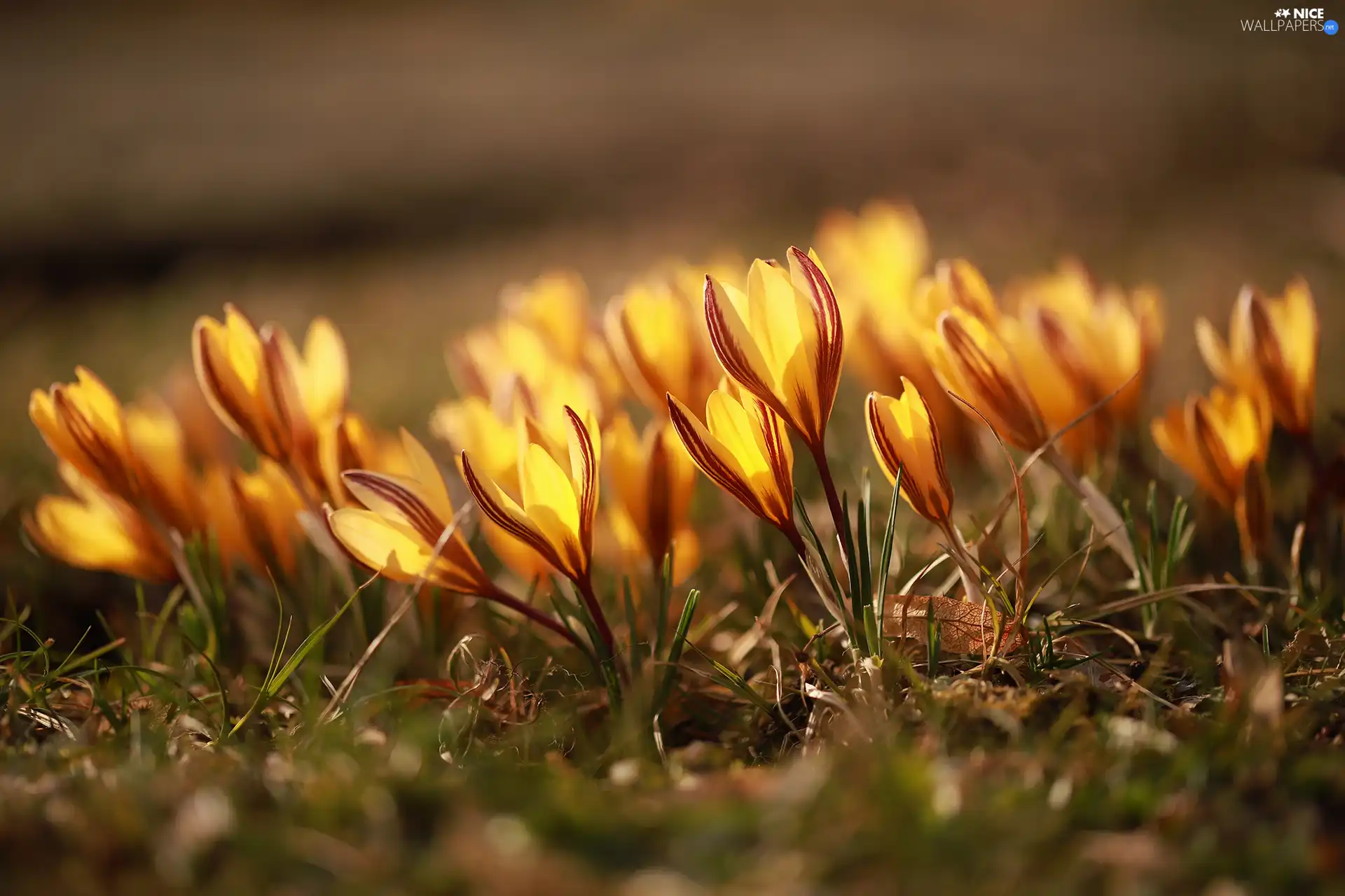 Yellow, Flowers, inclined, crocuses