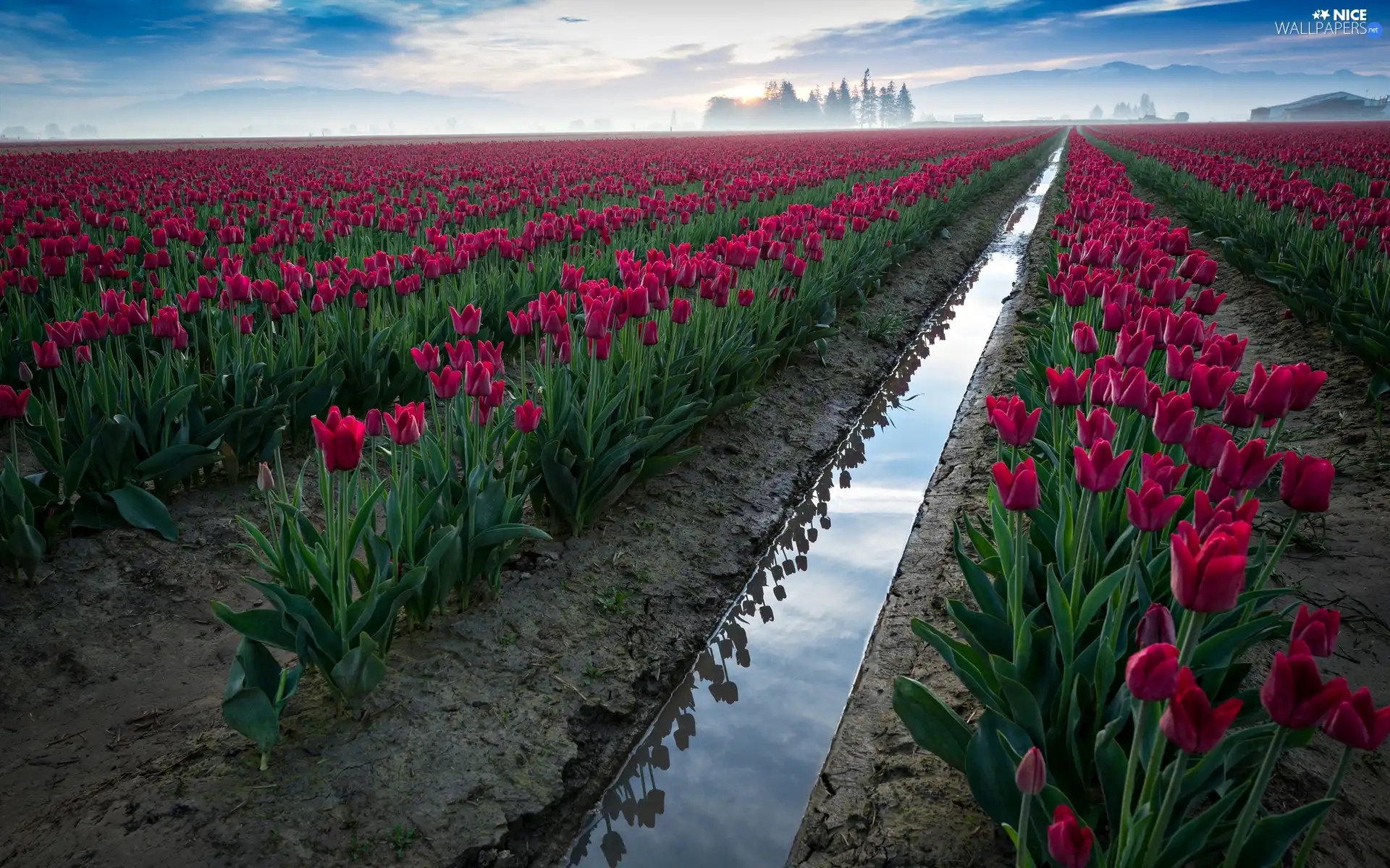 Red, Field, cultivation, Tulips