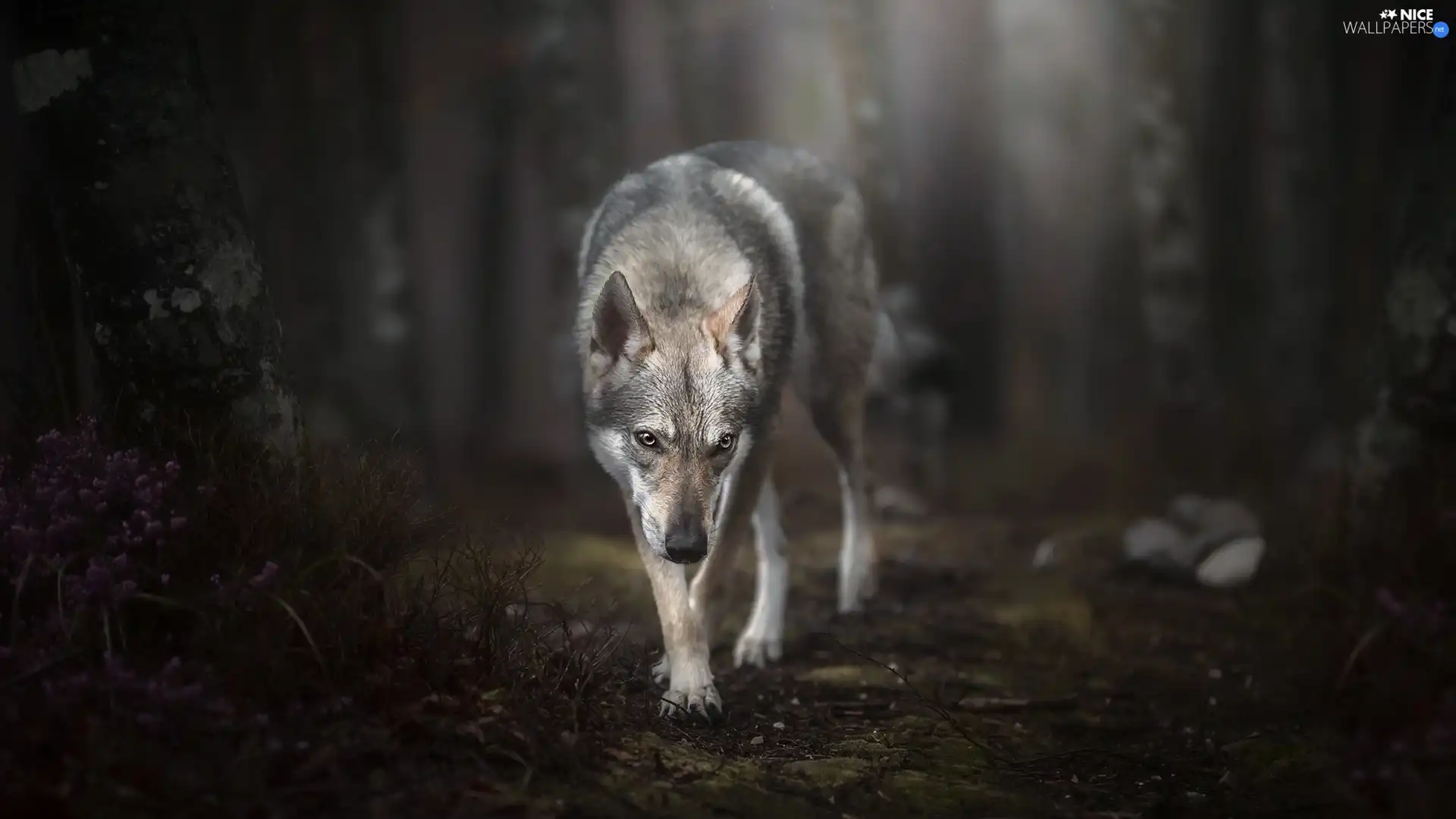 forest, dog, Czechoslovakian Wolfdog